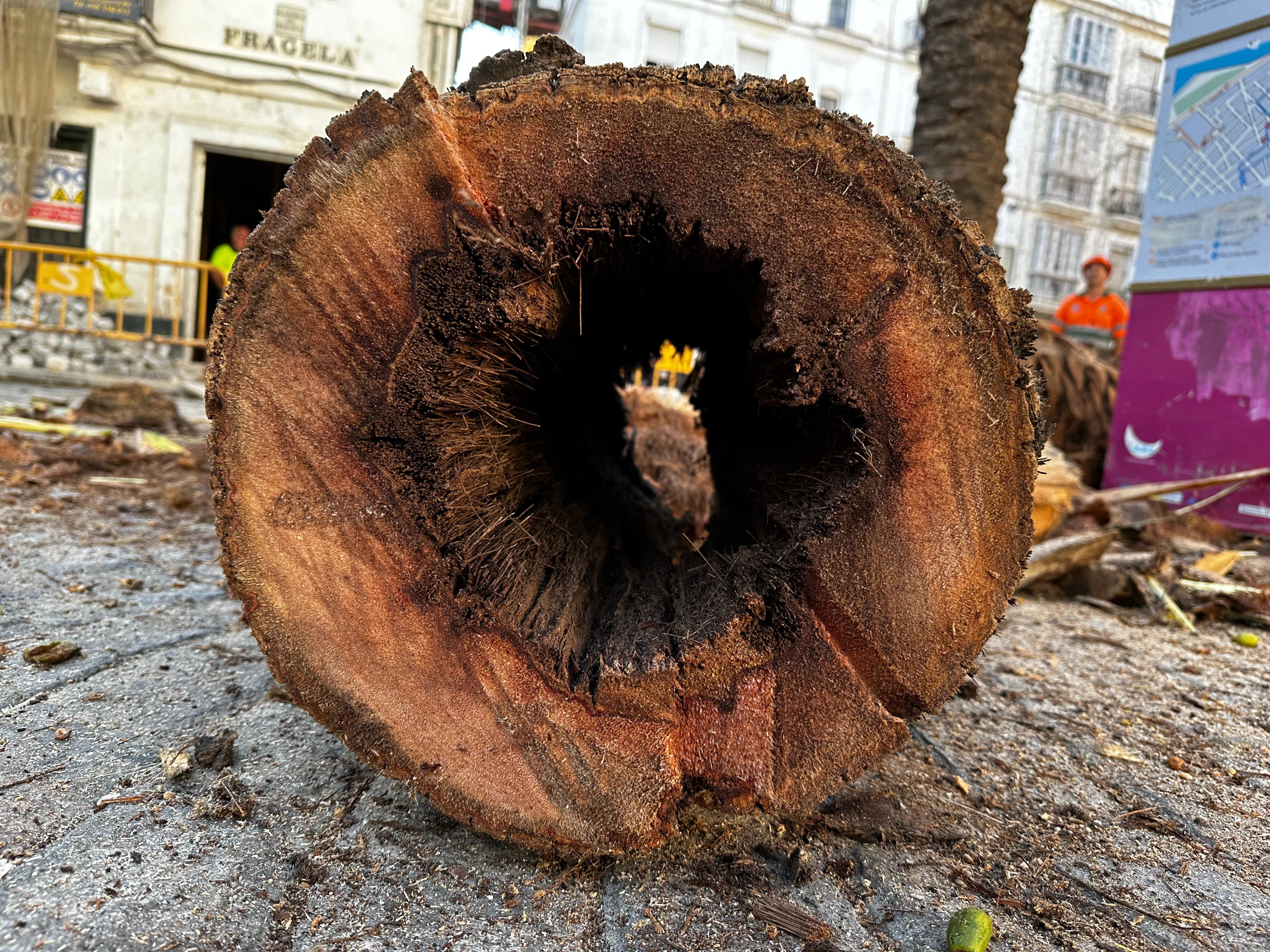 La palmera de la plaza del Falla, totalmente podrida.