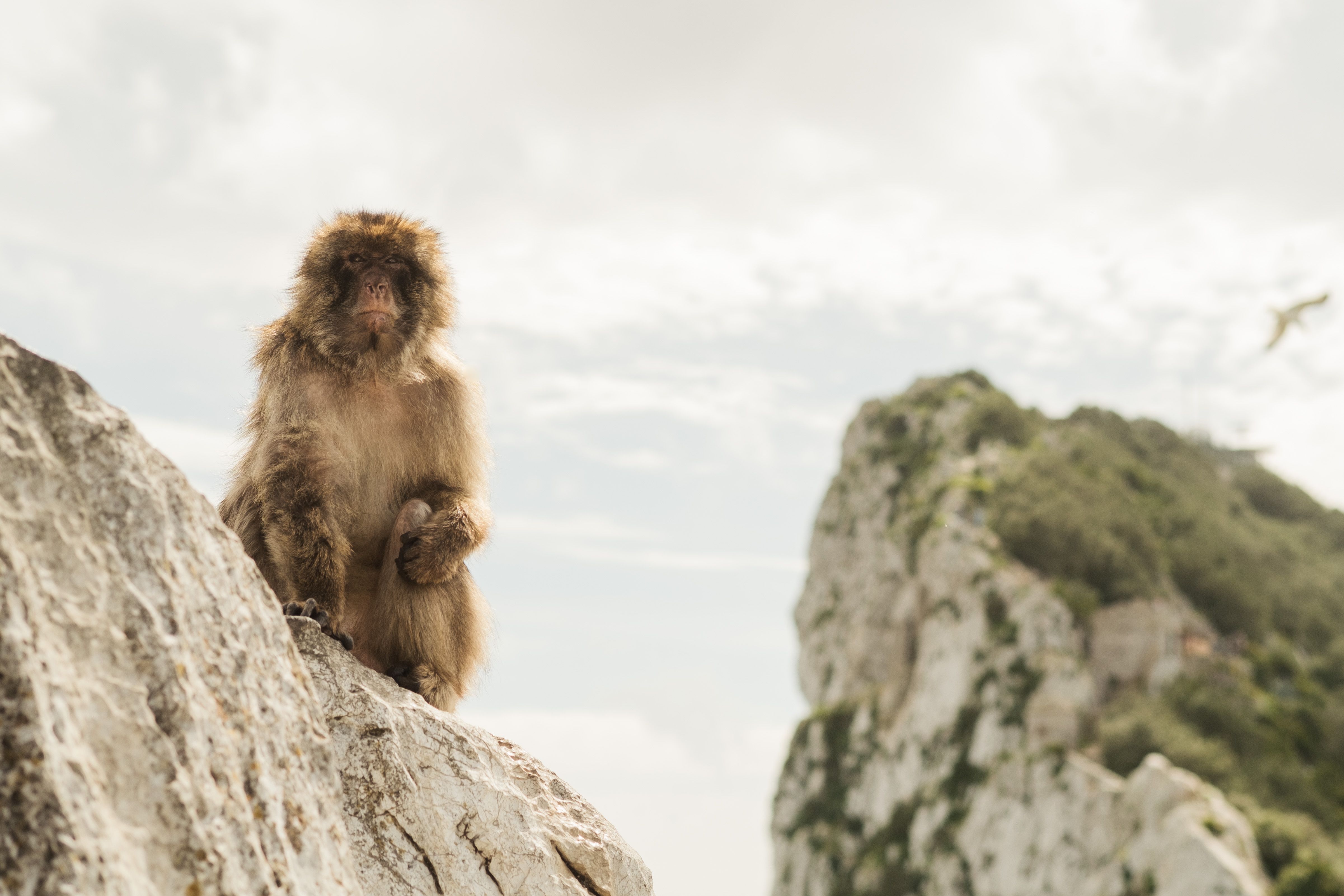 Gibraltar, un enclave que invita a superar sus clásicos estereotipos de compras y monos. En la imagen, un macaco apostado en una roca.