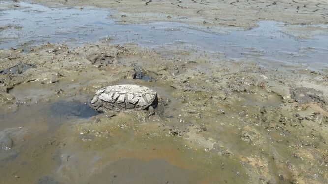 Una de las tortugas afectada por la pérdida de agua en las lagunas del Parque Nacional de Doñana. / CSIC