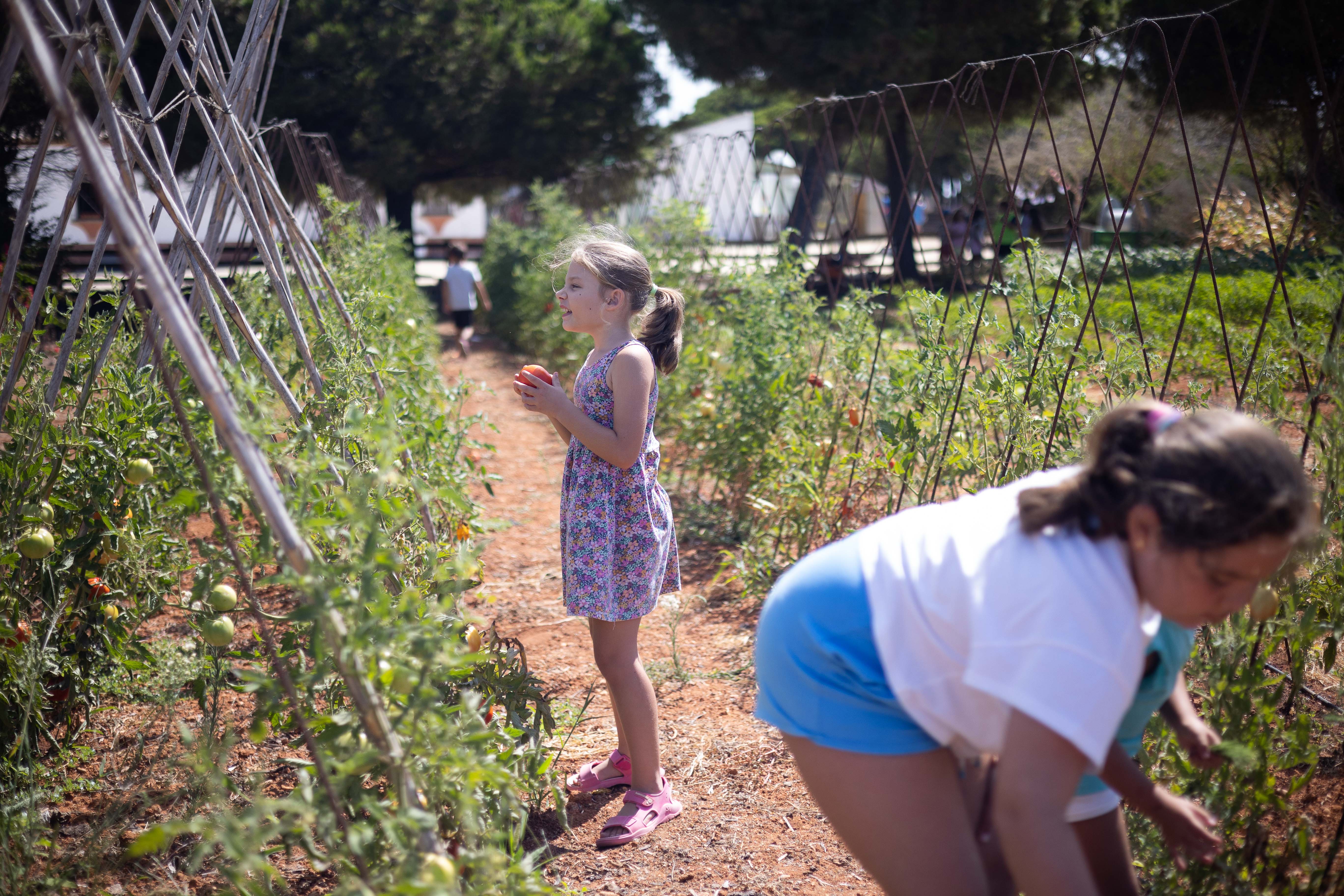 Los niños y niñas recogen los tomates del huerto.