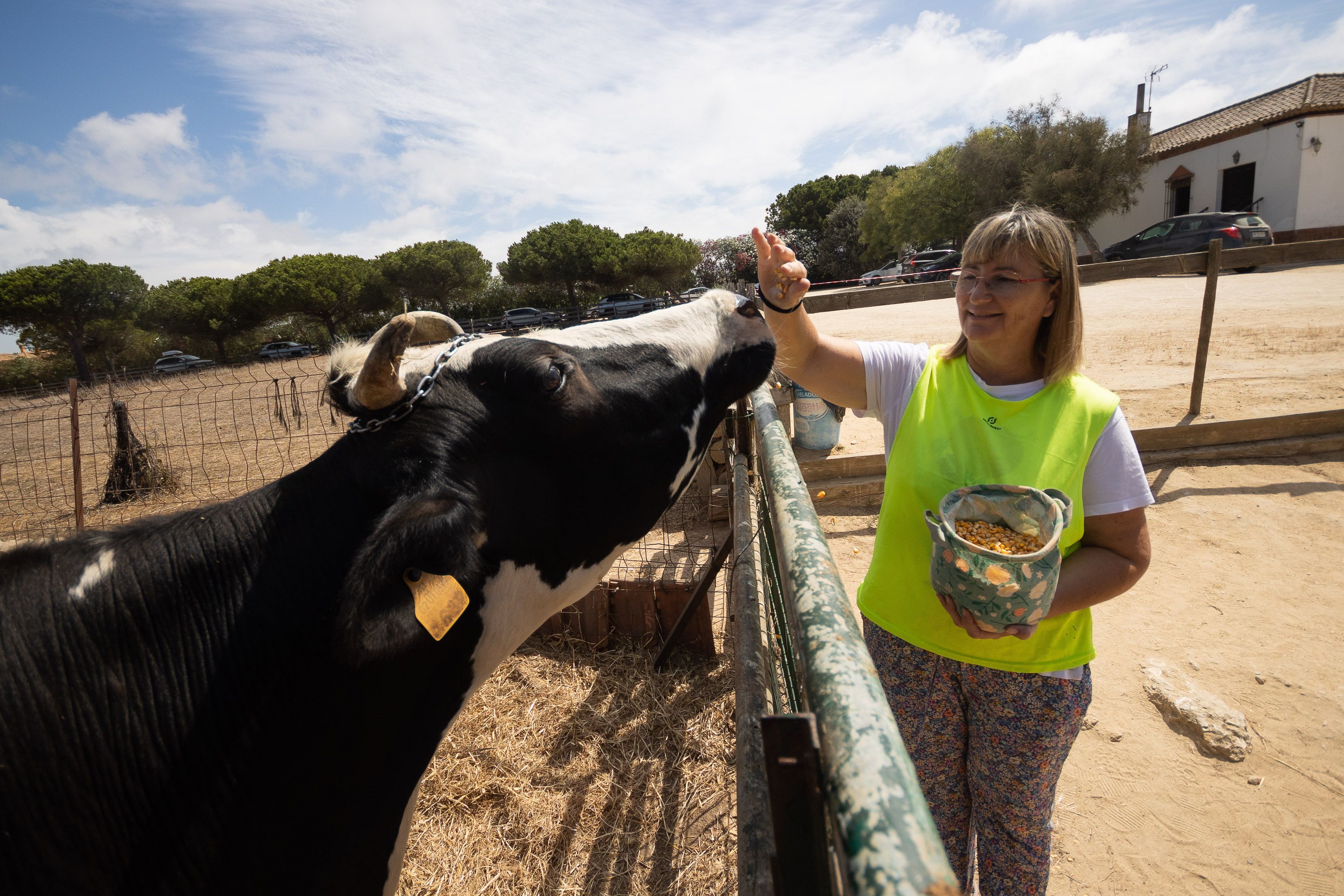 Inmaculada alimenta a la vaca Lola con maíz. 
