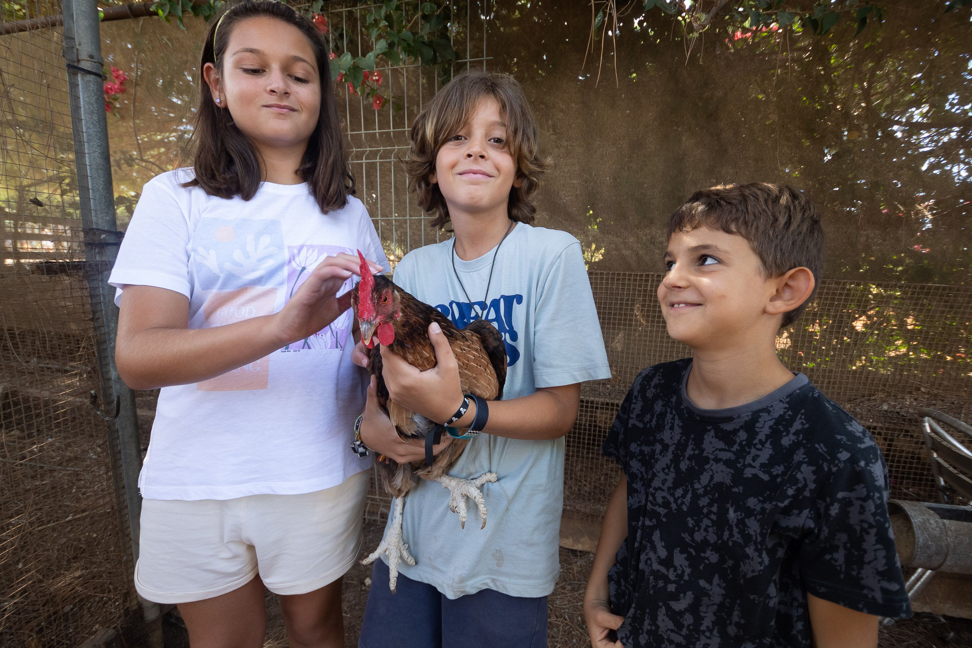 Los niños y niñas interactúan con las gallinas. 