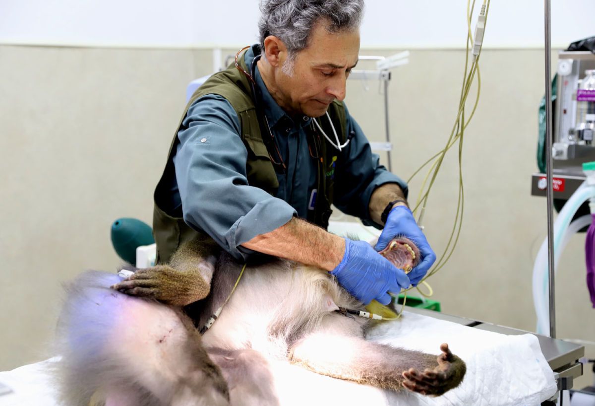 El doctor Rábago, durante su labor en el zoo. 