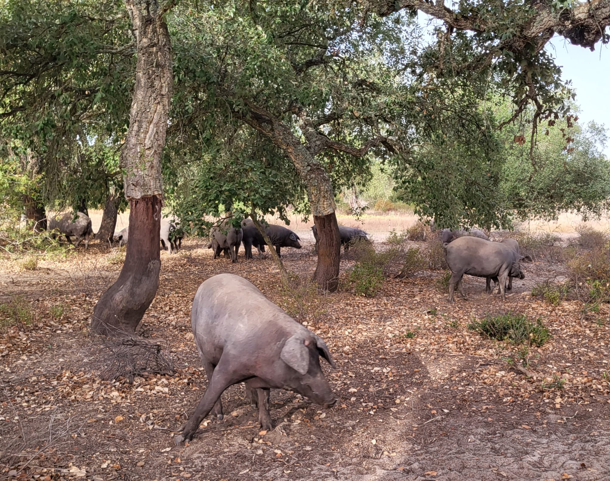 Cerdos ibéricos en el bosque isla de San José del Valle, en Cádiz.