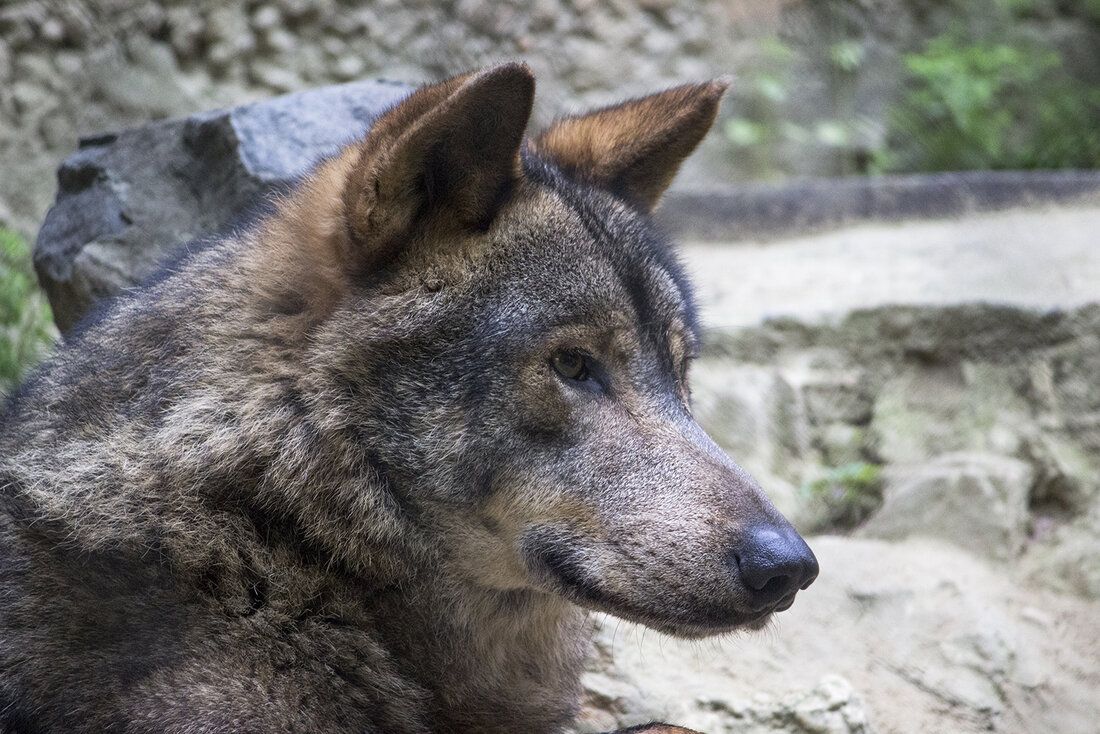 Uno de los lobos ibéricos que se pueden ver en una instalación en el Zoobotánico de Jerez. 