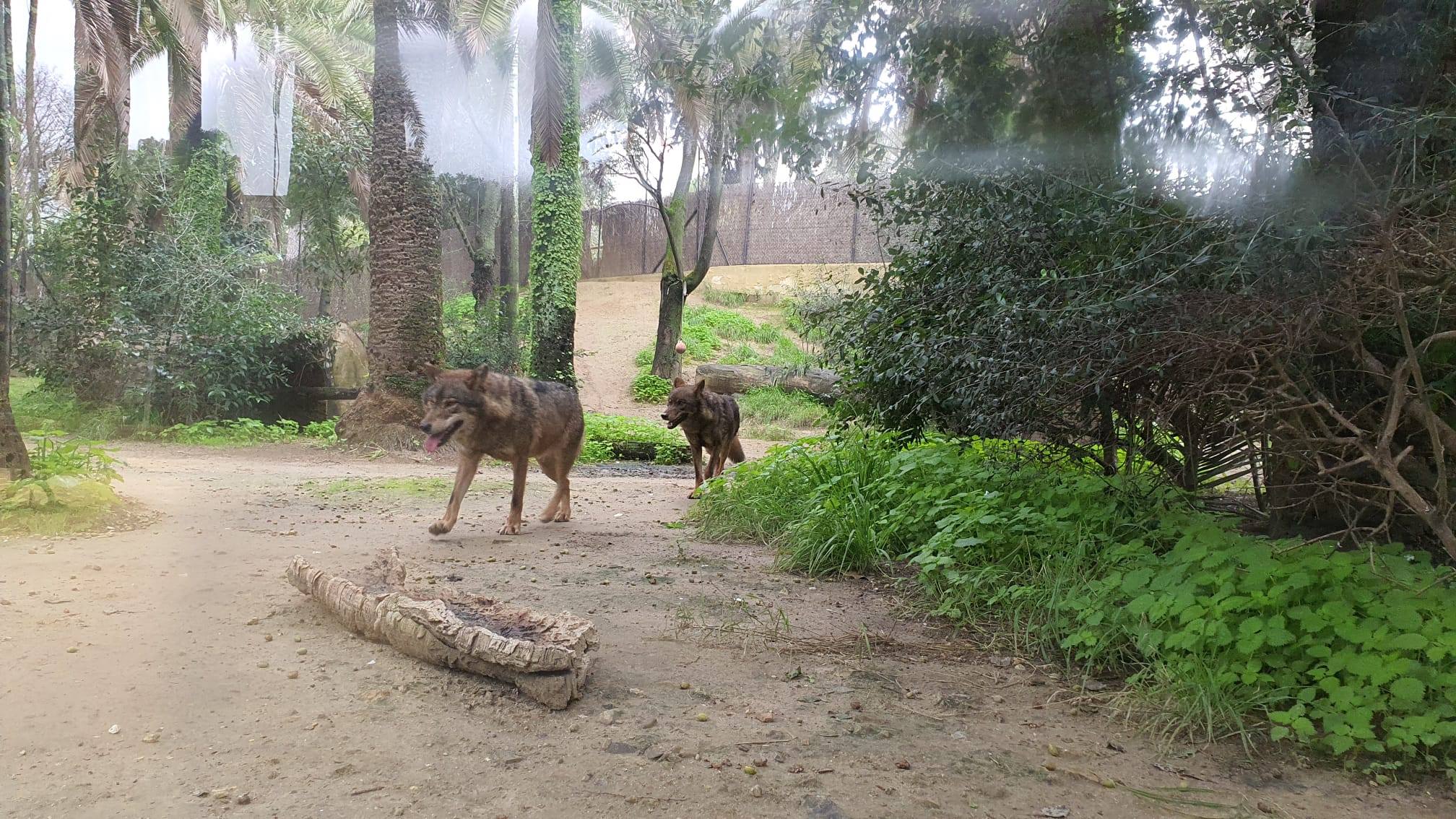 La instalación del Zoobotánico donde viven varios ejemplares de lobos. 