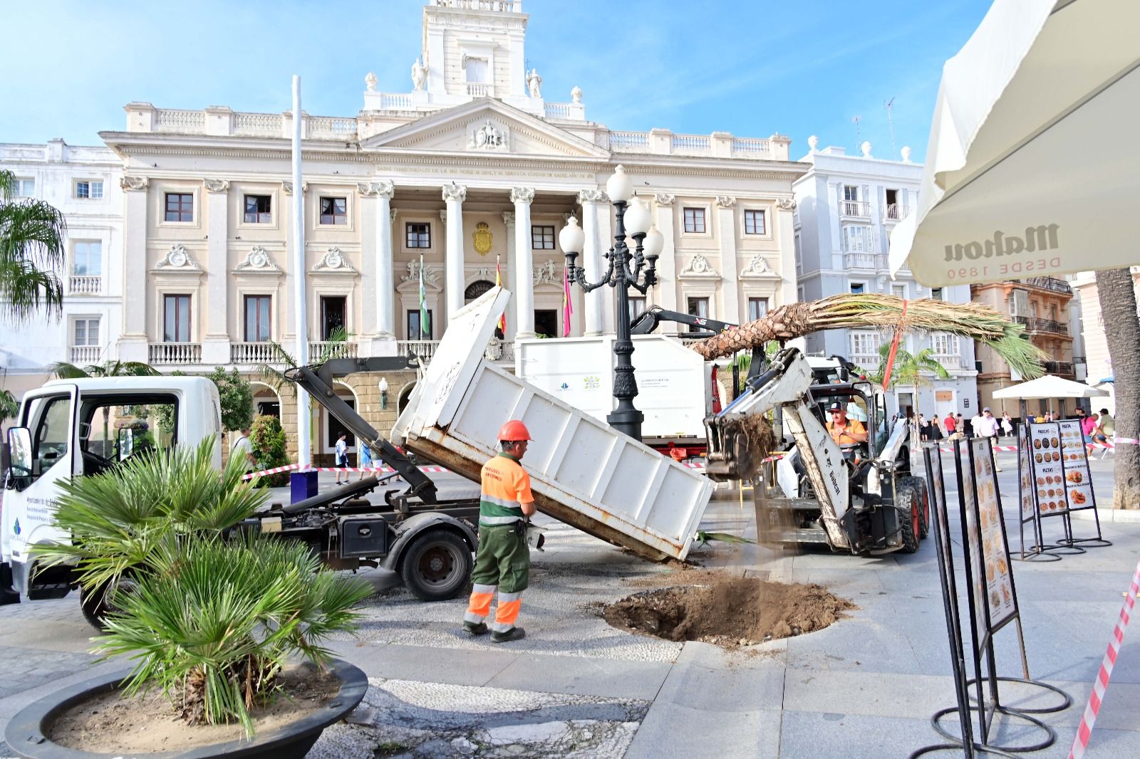 Nuevas palmeras en las calles y plazas de Cádiz, como la colocada este viernes en la plaza San Juan de Dios.