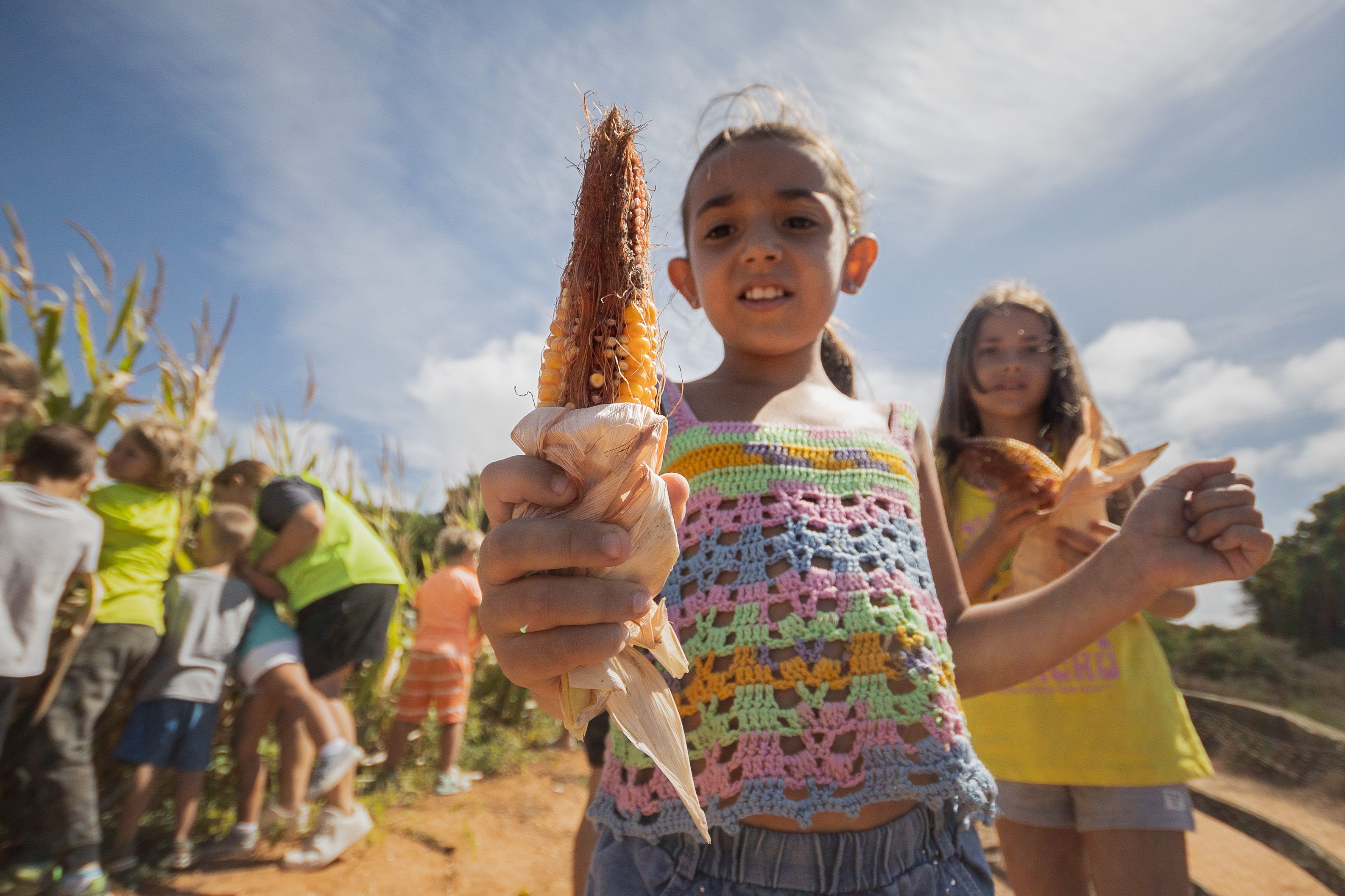 Una niña participa en la recogida de mazorcas de maíz en la huerta del Novo, en Chiclana.