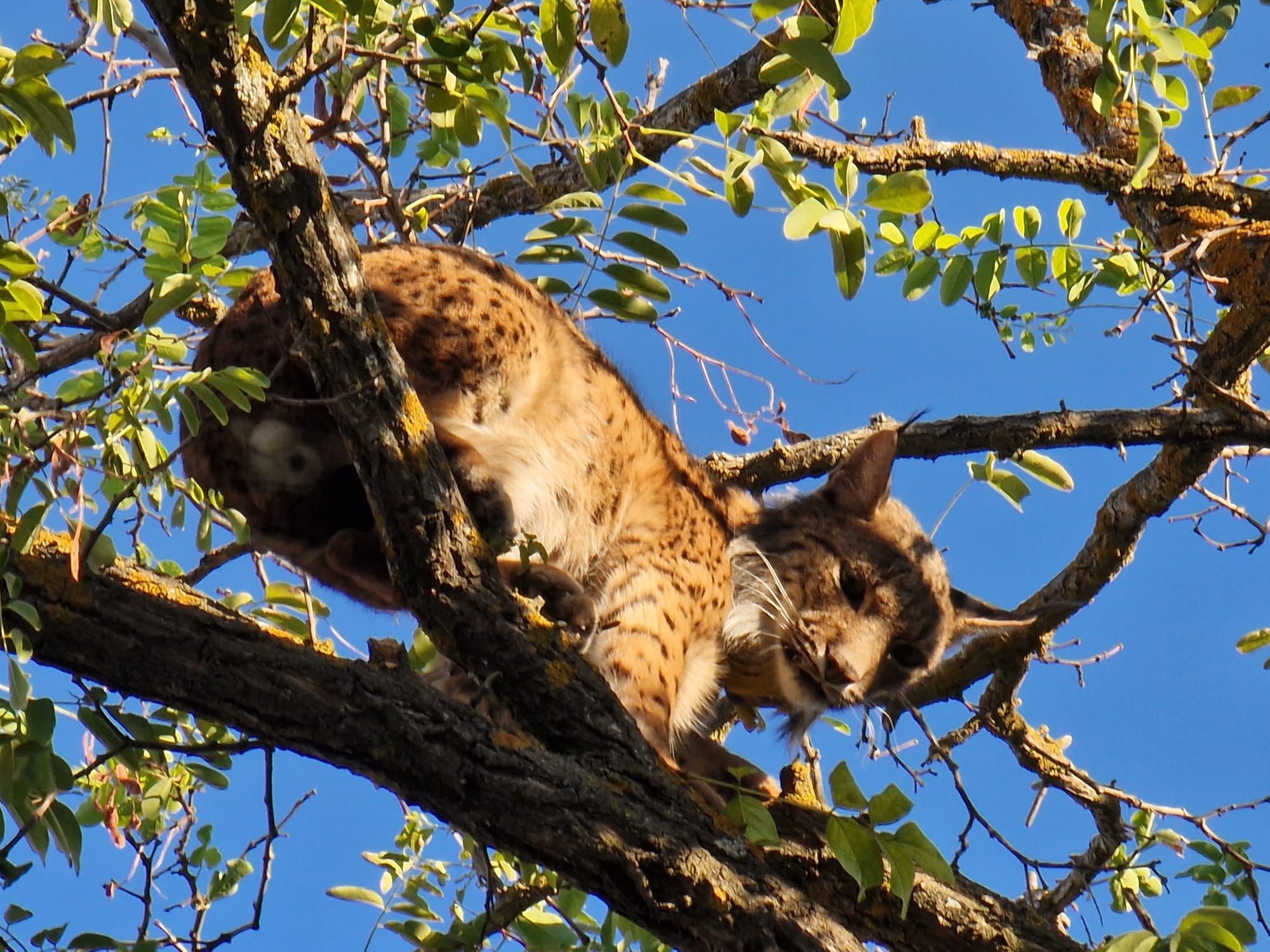 El lince, subido a las ramas de un árbol.