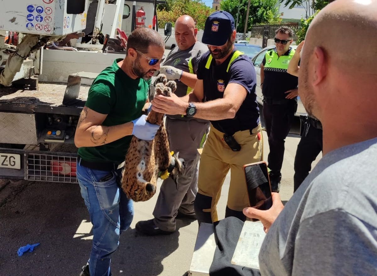 Las autoridades y especialistas capturando al lince ibérico, una especie en cautividad que se ha paseado por las calles de Úbeda.