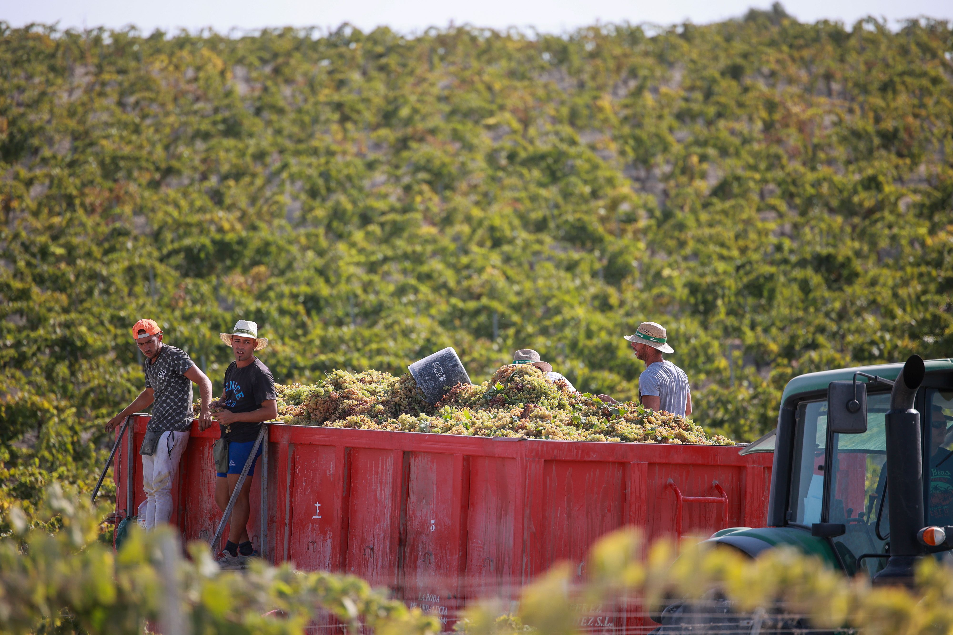 Imagen de la pasada vendimia en Jerez.