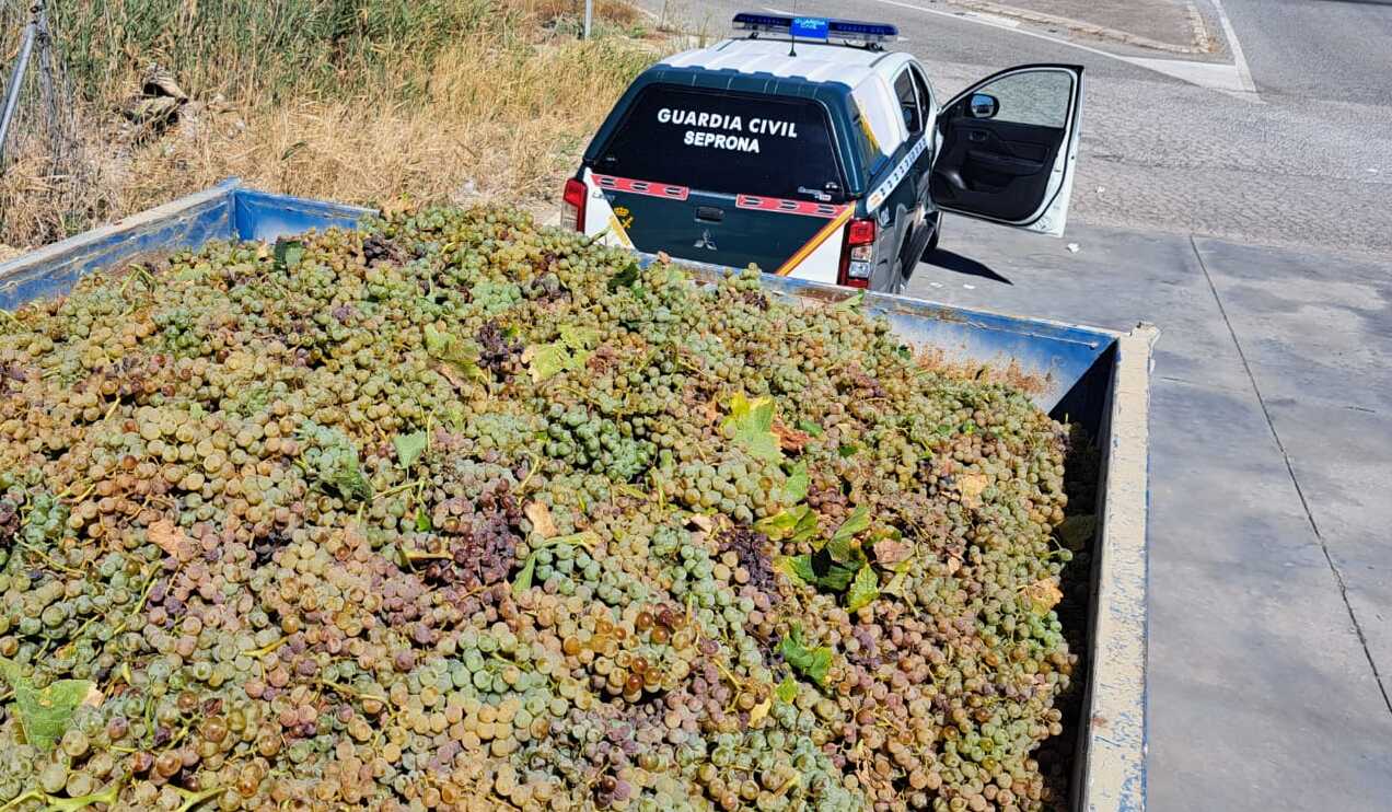 Uva interceptada por la Guardia Civil en la vendimia de Jerez.