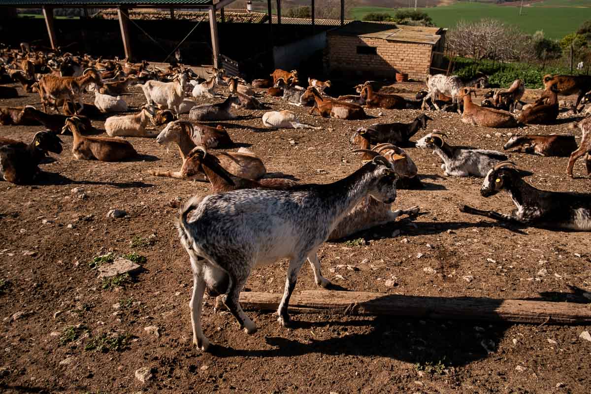 Cabras payoyas, en una imagen de archivo.