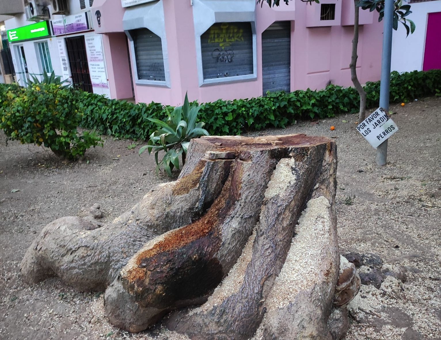 El árbol talado en la calle Divina Pastora de Jerez.