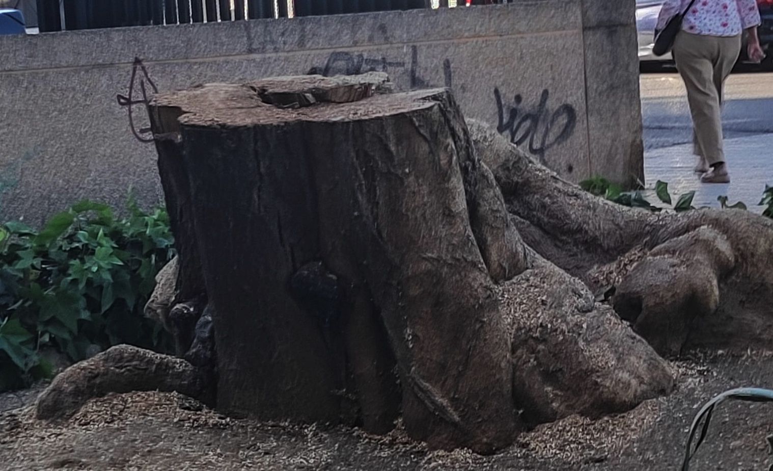 Situación del ejemplar talado en Divina Pastora.