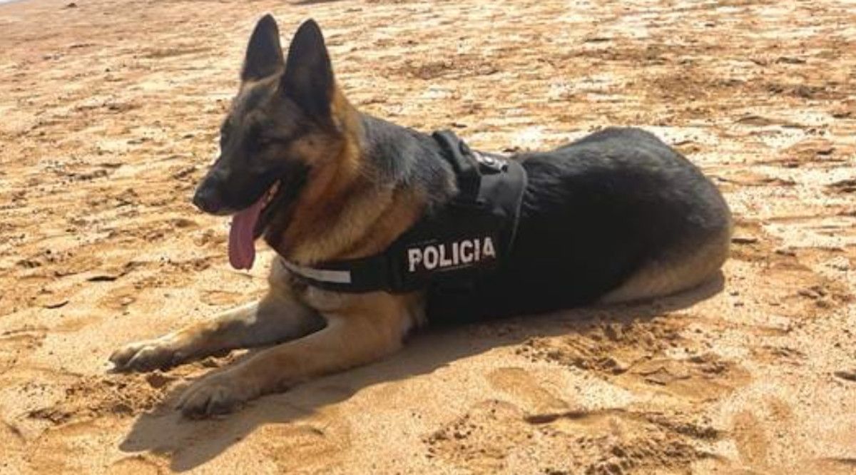 Un perro policía en una imagen de archivo.
