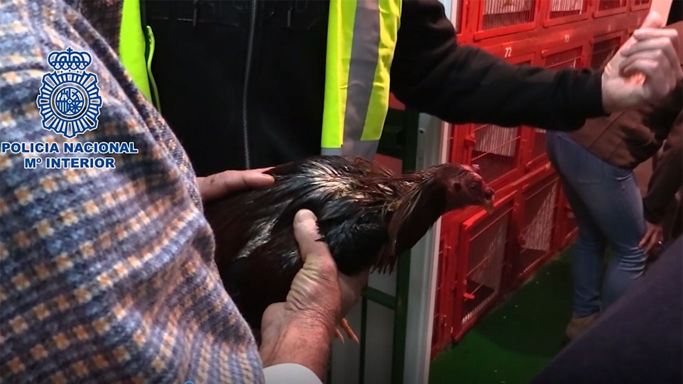 Uno de los animales usados en los campeonatos ilegales. FOTO: POLICÍA NACIONAL