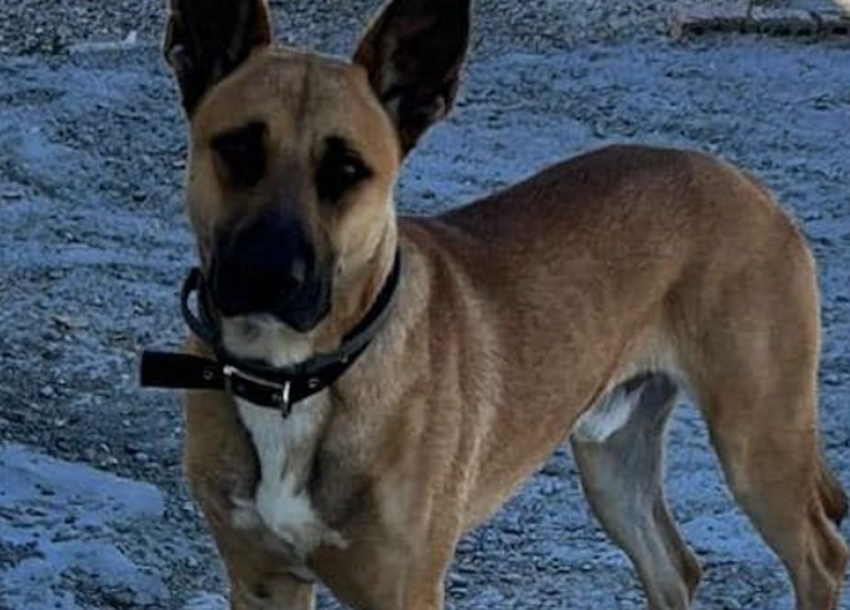 Tali, el perro perdido en la zona de Montes de Oca, en El Puerto. FACEBOOK Tali, el perro perdido en la zona de Montes de Oca, en El Puerto. FACEBOOK