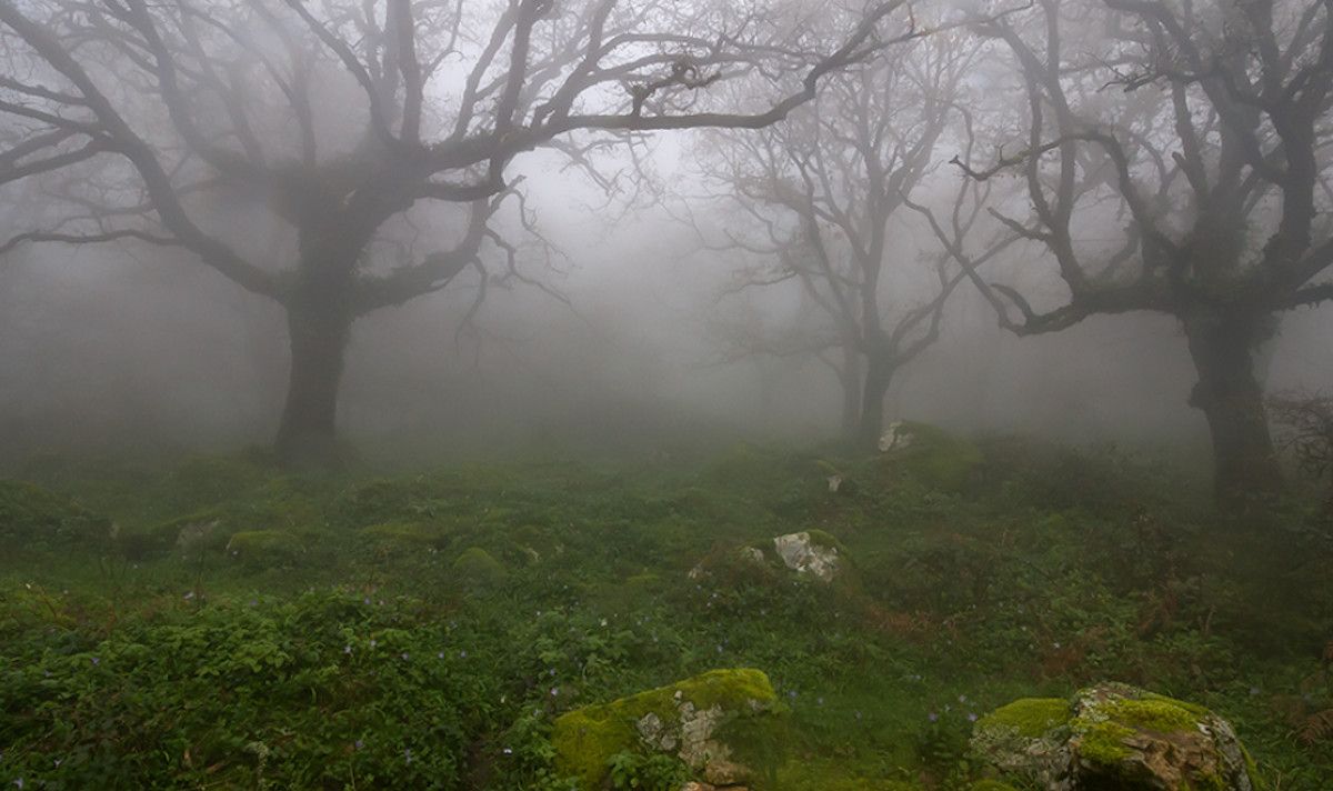 El bosque de Niebla en el Campo de Gibraltar.