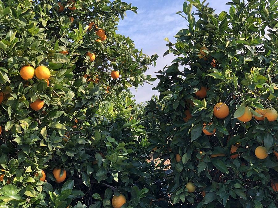 Campo de naranjas, en una imagen de archivo.