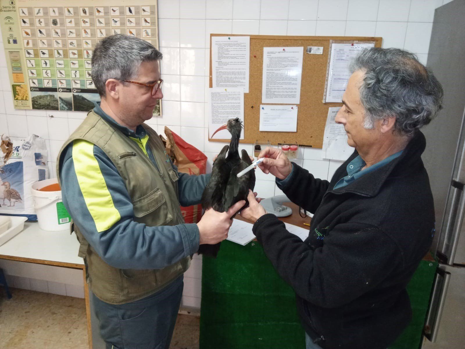 Técnicos del Zoobotánico, con un ibis eremita.