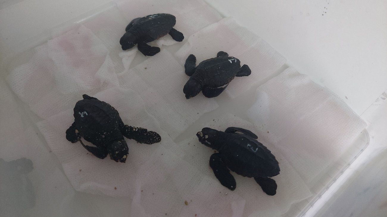 Tortugas recién nacidas. 