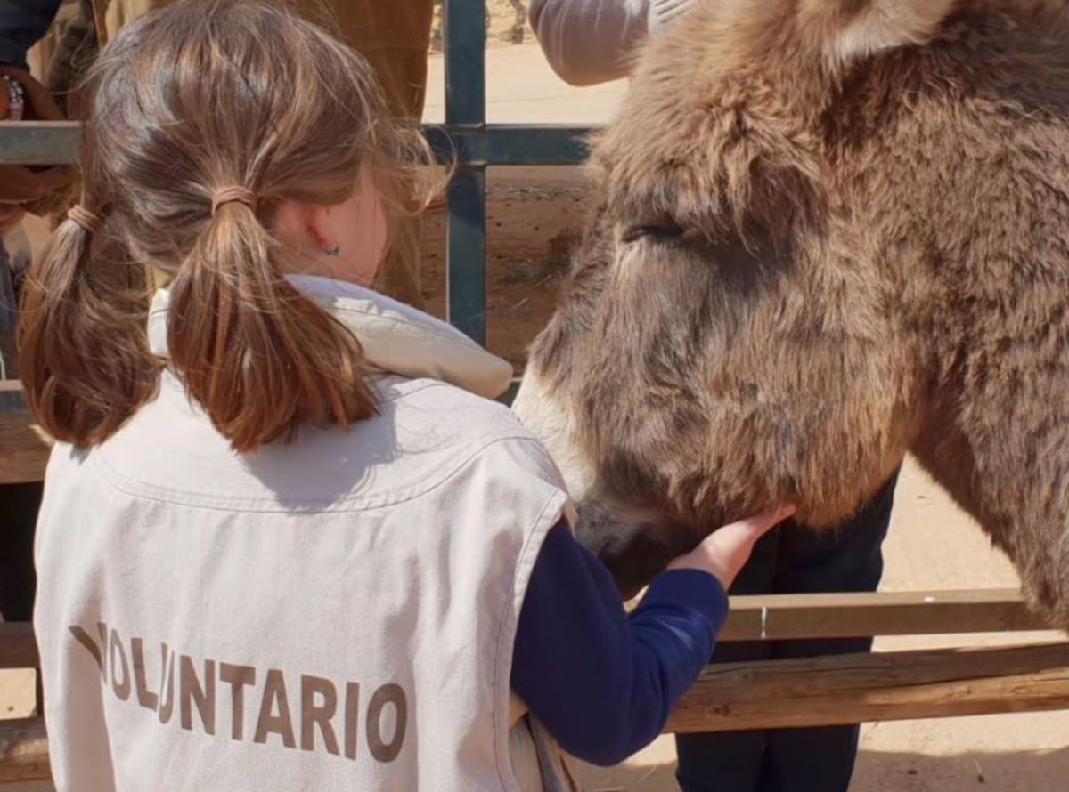 Una niña voluntaria acaricia a uno de los burros del Refugio.