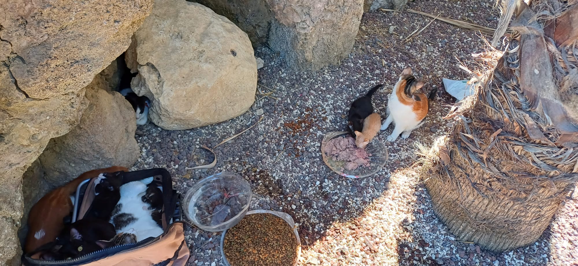 Gatos abandonados en Cádiz. GATITA LUCÍA