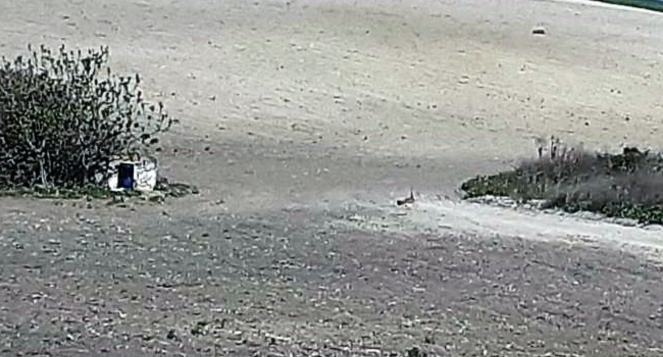 Aves como la avutarda pueden verse en peligro por el proyecto de explotación fotovoltaica en una finca de Cuartillos. Aves como la avutarda pueden verse en peligro por el proyecto de explotación fotovoltaica en una finca de Cuartillos.