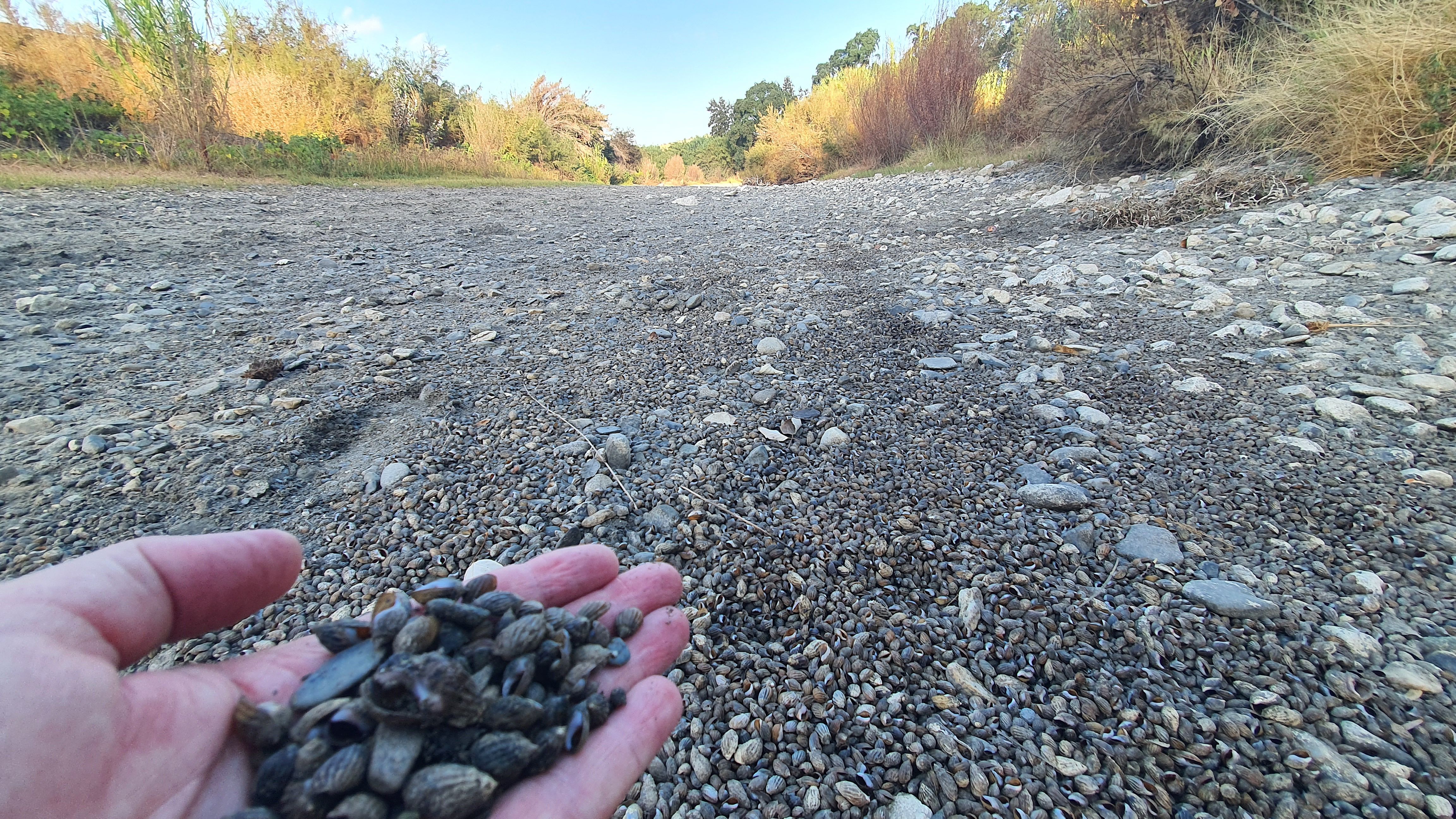 Millones de caracolas acostilladas, 'Melanopsis cariosa' muertas y el río Guadiaro totalmente seco en el término municipal de Casares, Málaga.