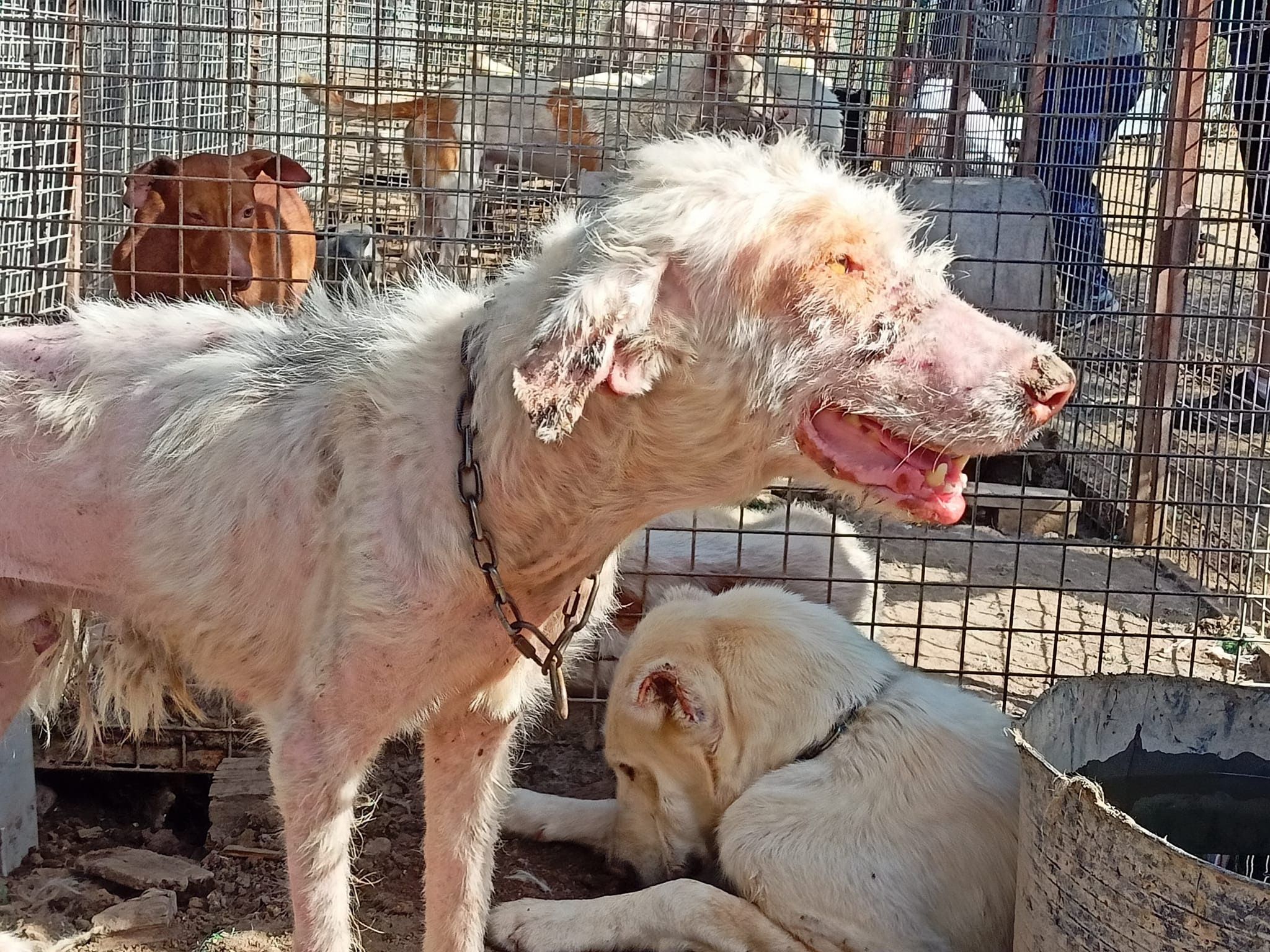 Encuentran a diez perros desnutridos viviendo entre cadáveres en un pueblo de Córdoba. 