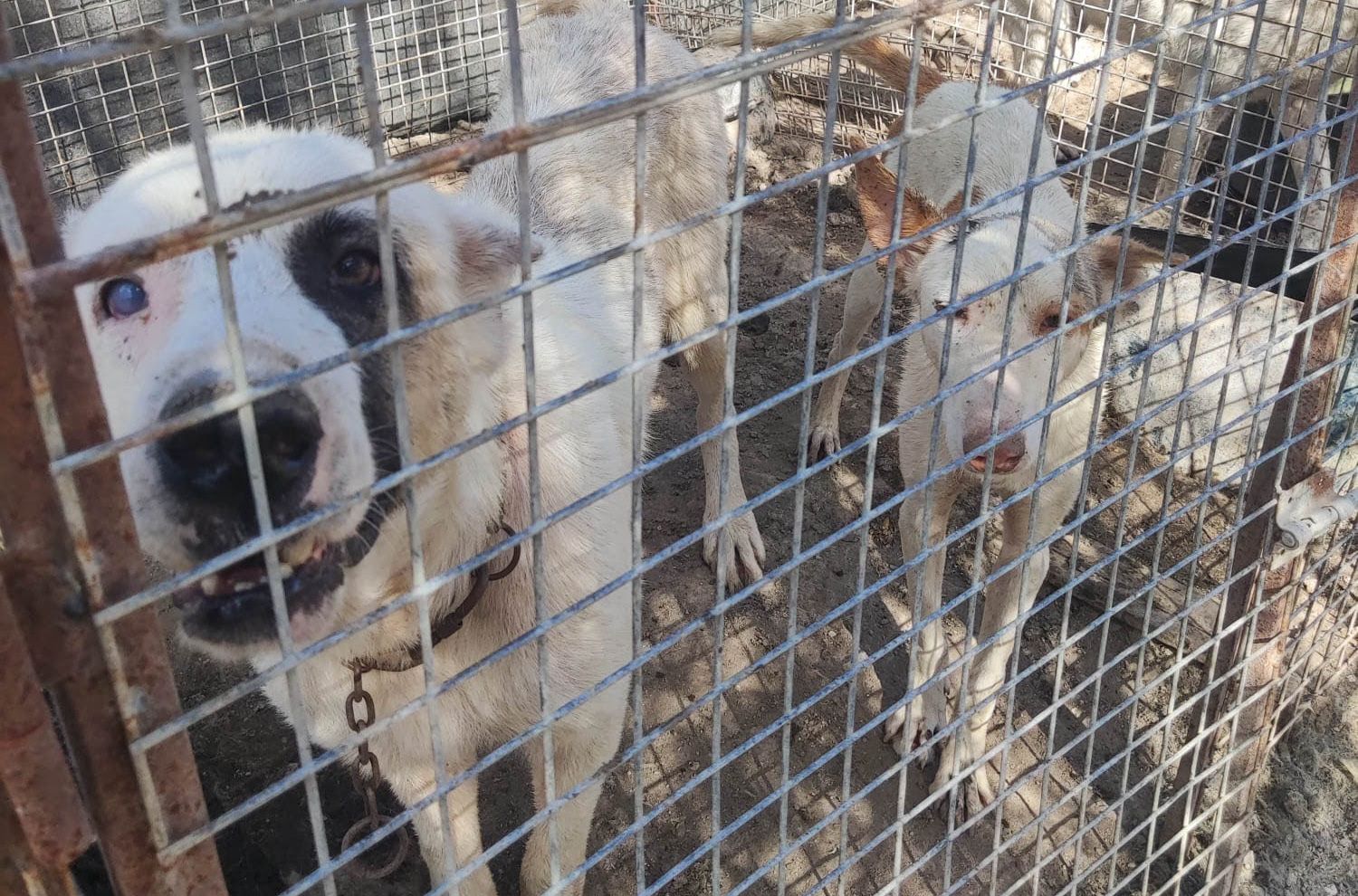 Perros de rehala encontrados en Córdoba. 