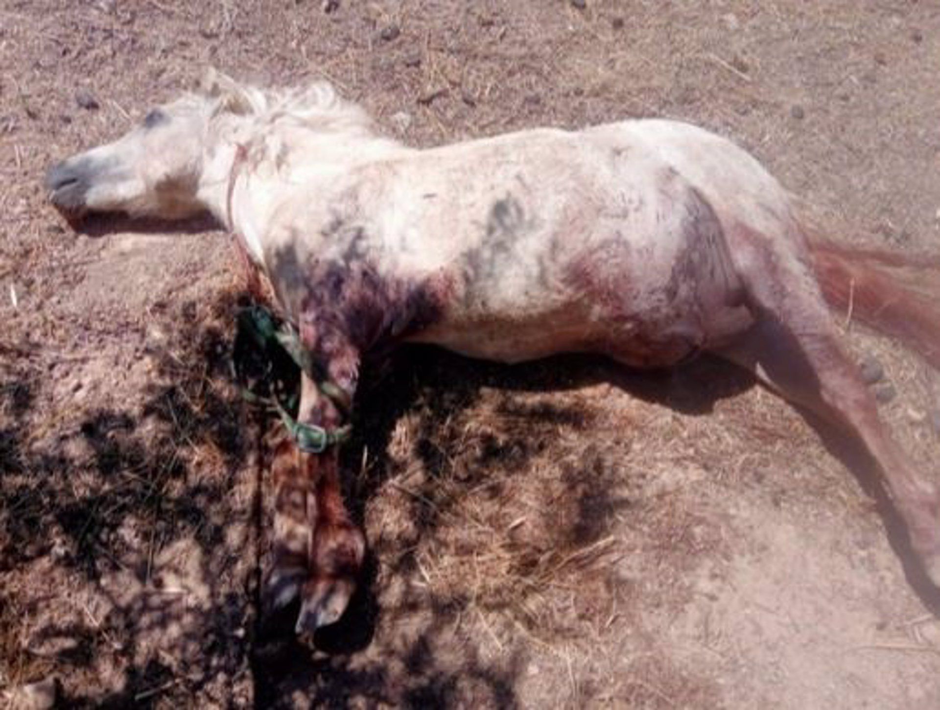 Tres pitbull matan a un poni en un pueblo de Granada. 