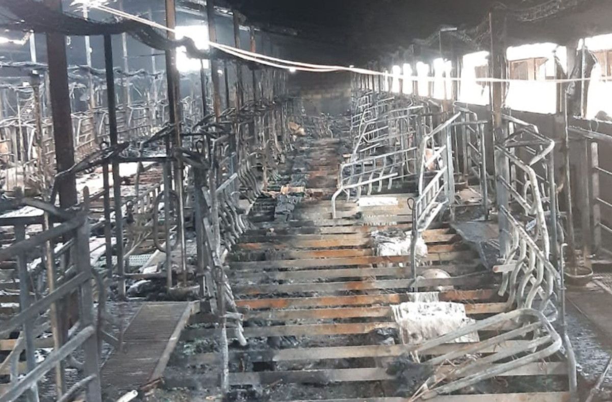 Aparatoso incendio en una granja de Chiclana donde han muerto 500 cerdos. 