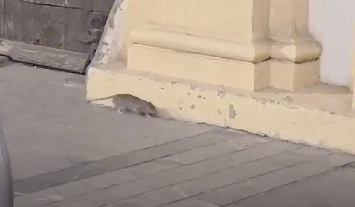 Colonias de ratas en el Palacio de los Guzmanes en Córdoba. 
