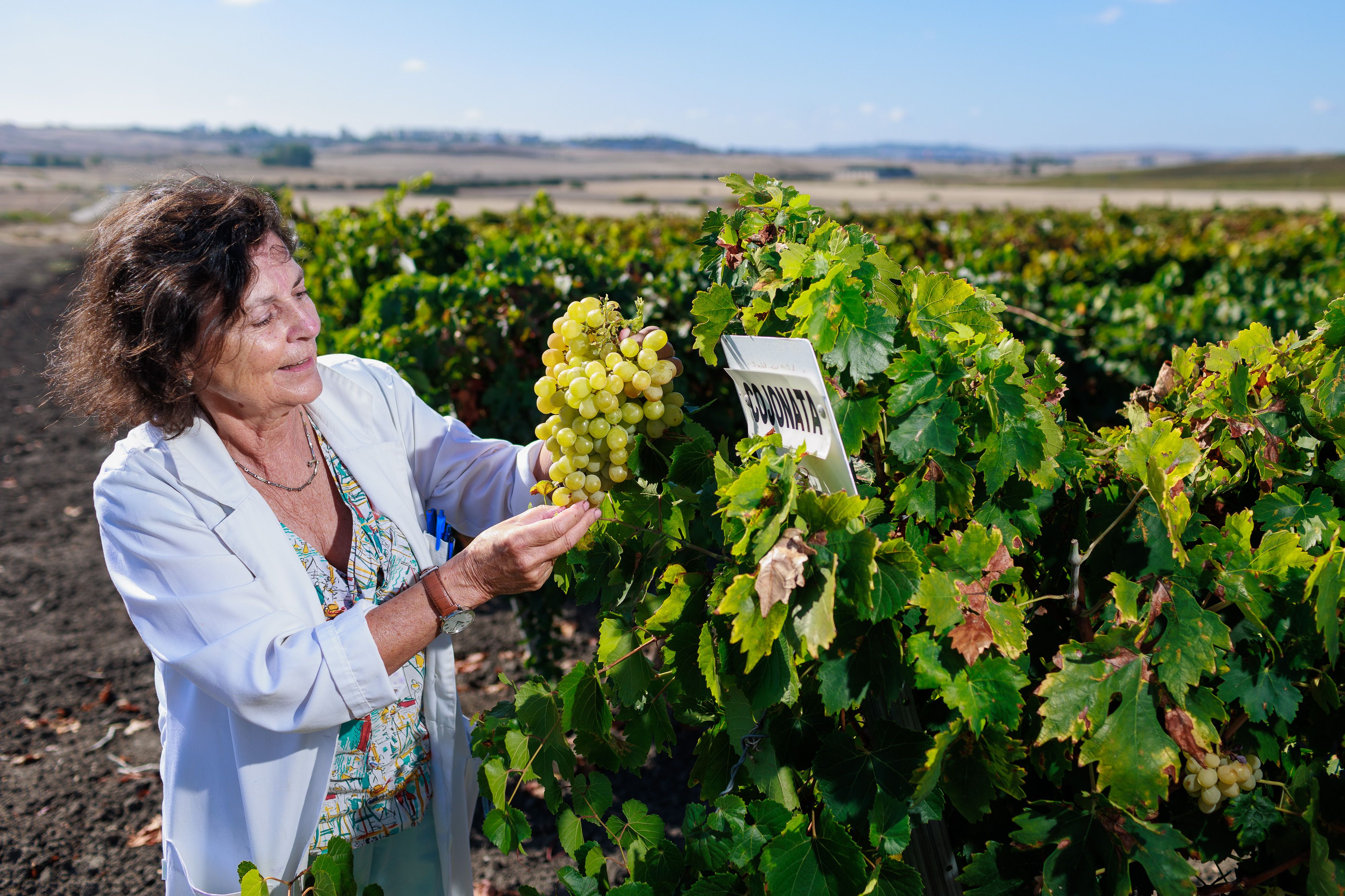 Belén Puertas posa para lavozdelsur.es entre las vides del Ifapa Rancho de la Merced, a unos minutos del Jerez urbano. 