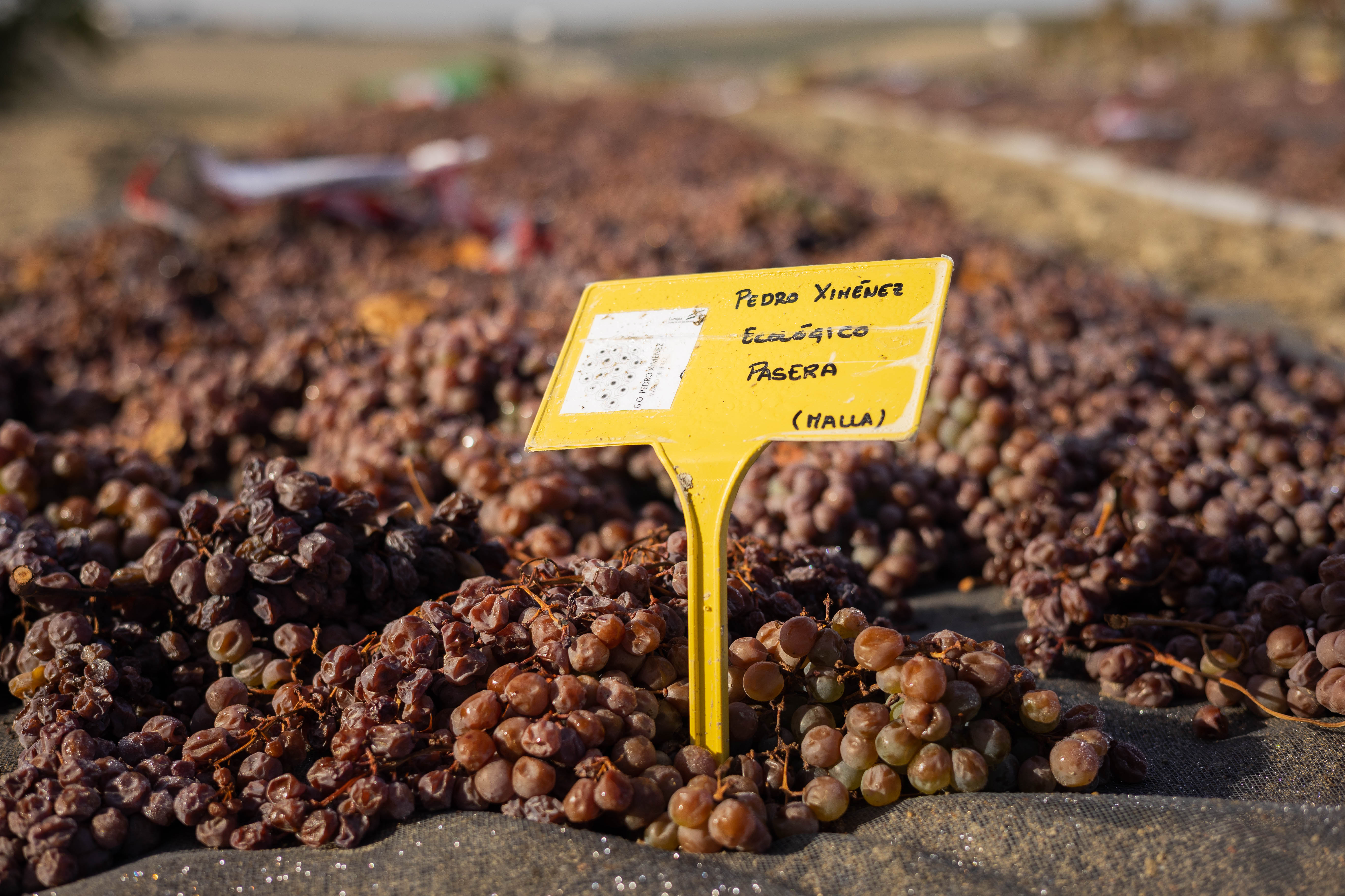 Las uvas sobre mallas en la tierra albariza de la viña Dos Mercedes.