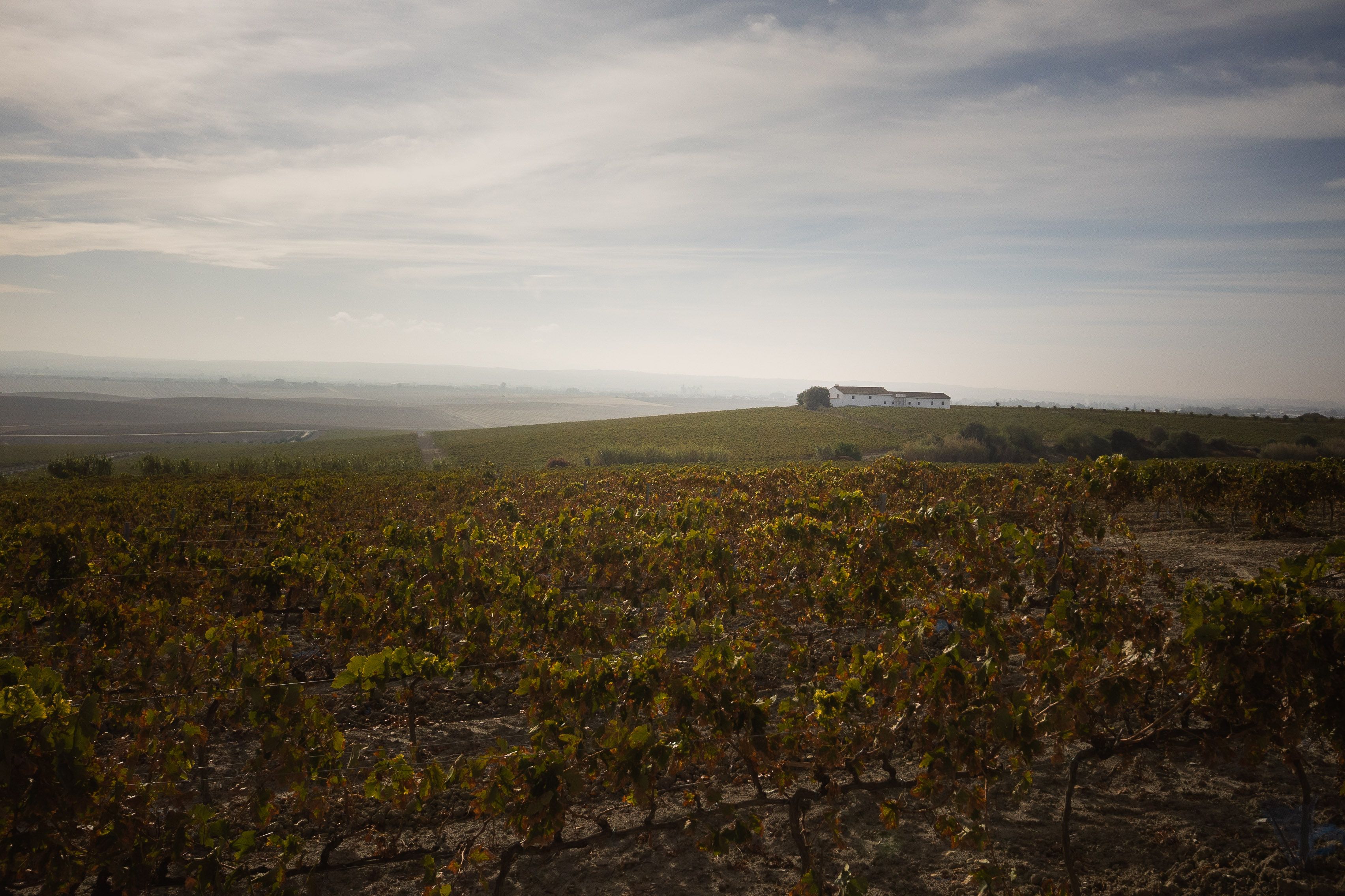 Vistas desde el Pago Carrascal, donde Williams & Humbert impulsa el cultivo ecológico