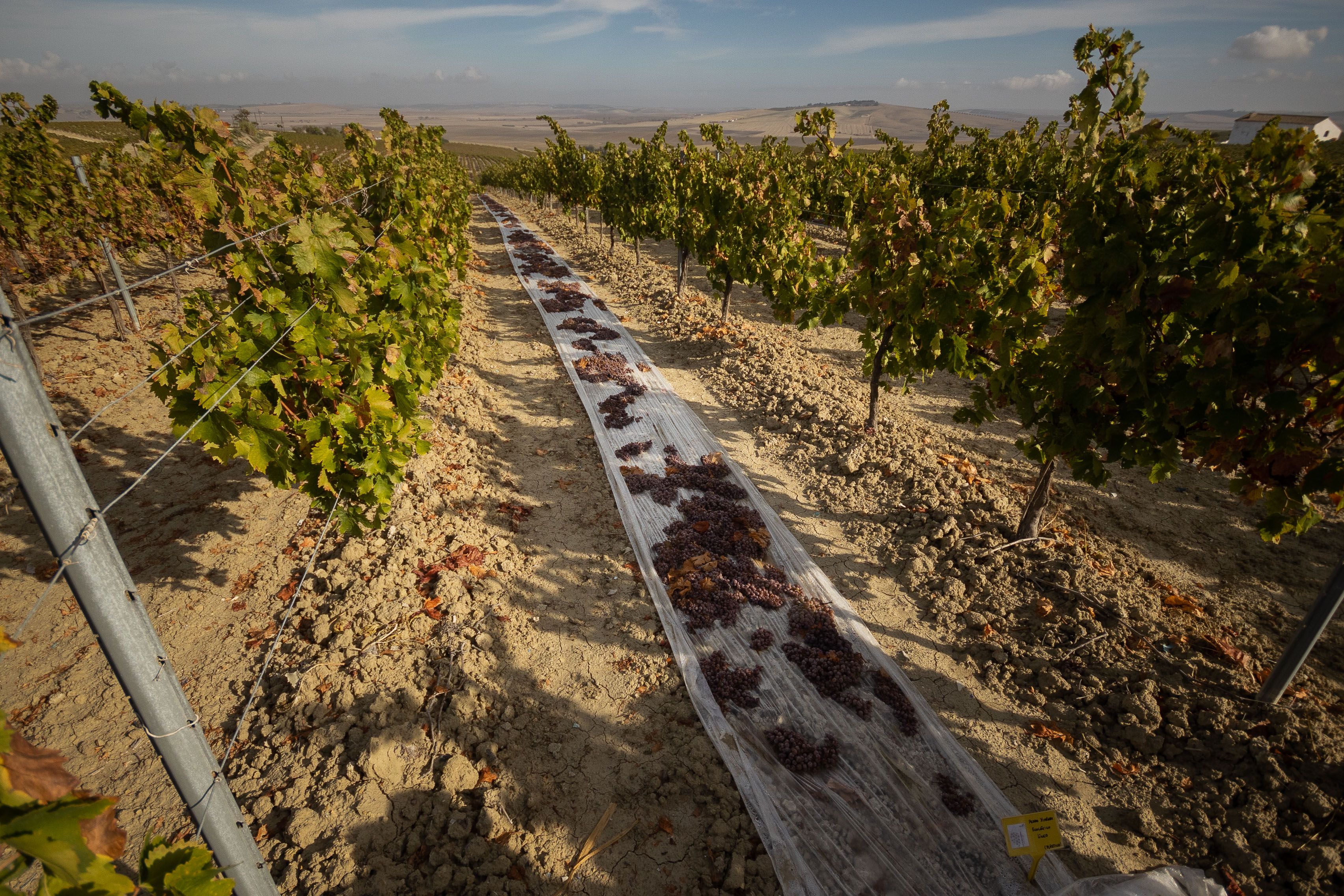 Soleo de Pedro Ximénez en ecológico.