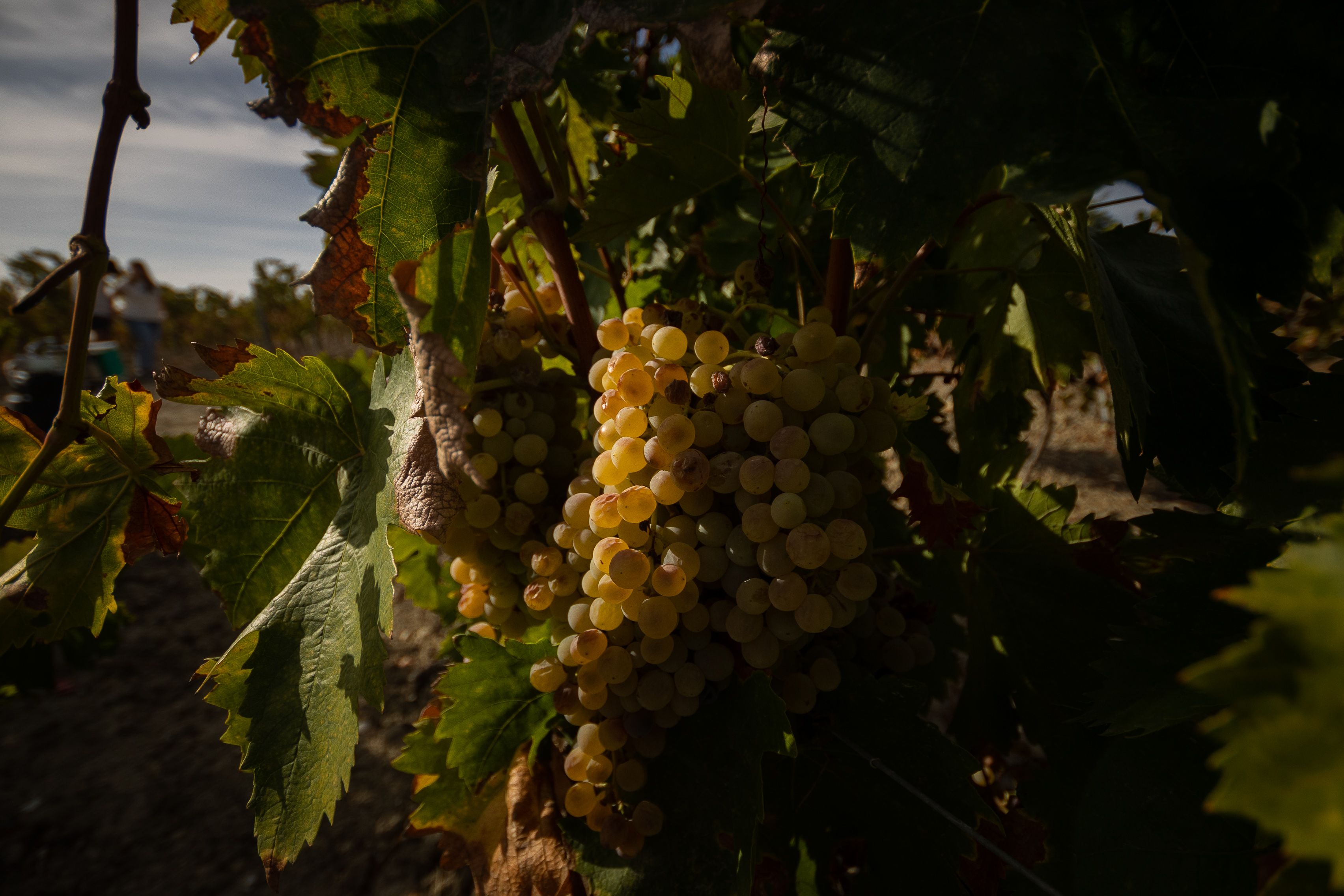 La viña Doña Mercedes, la pasada vendimia.