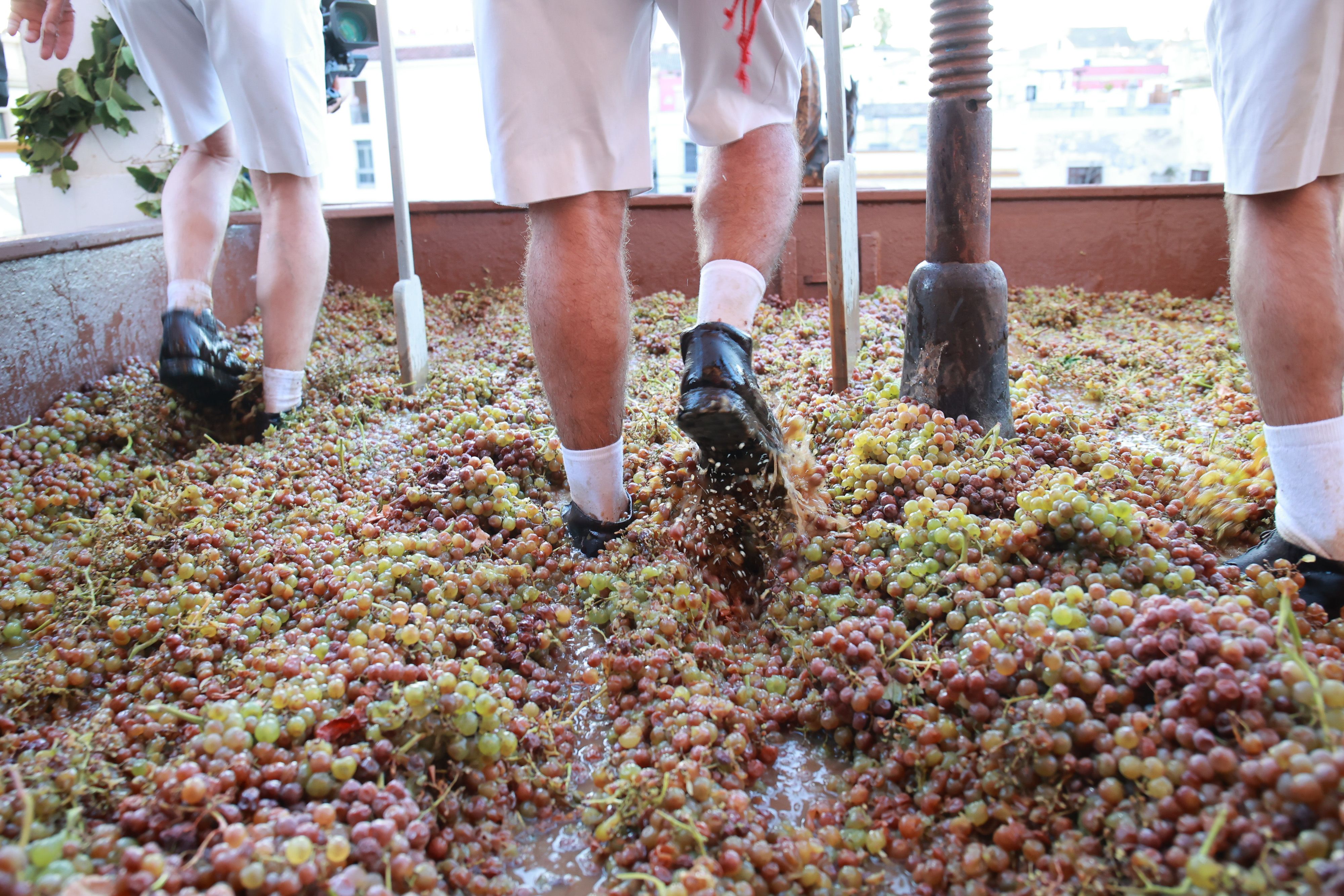 El acto de la Pisa de la Uva 