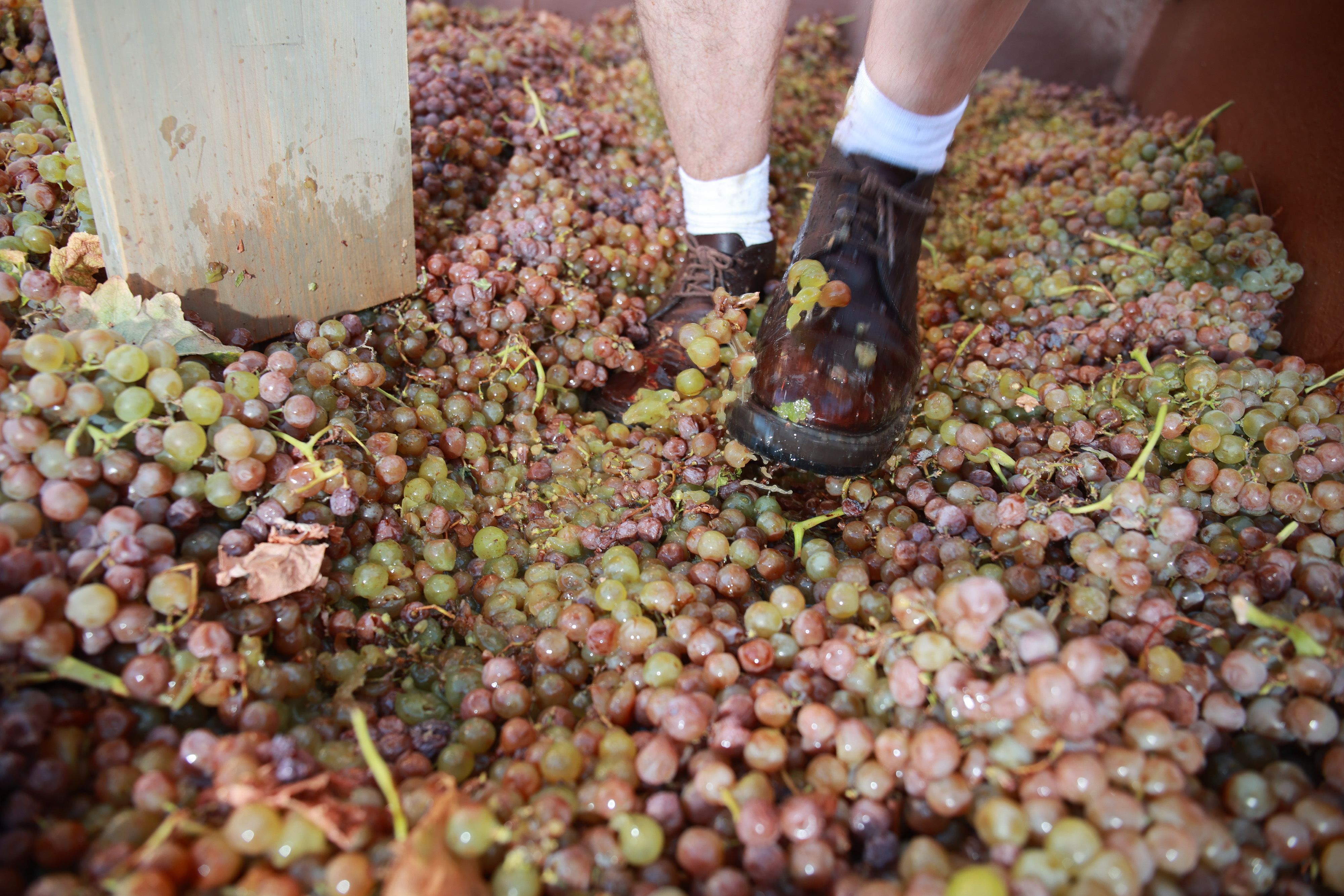 El acto de la Pisa de la Uva