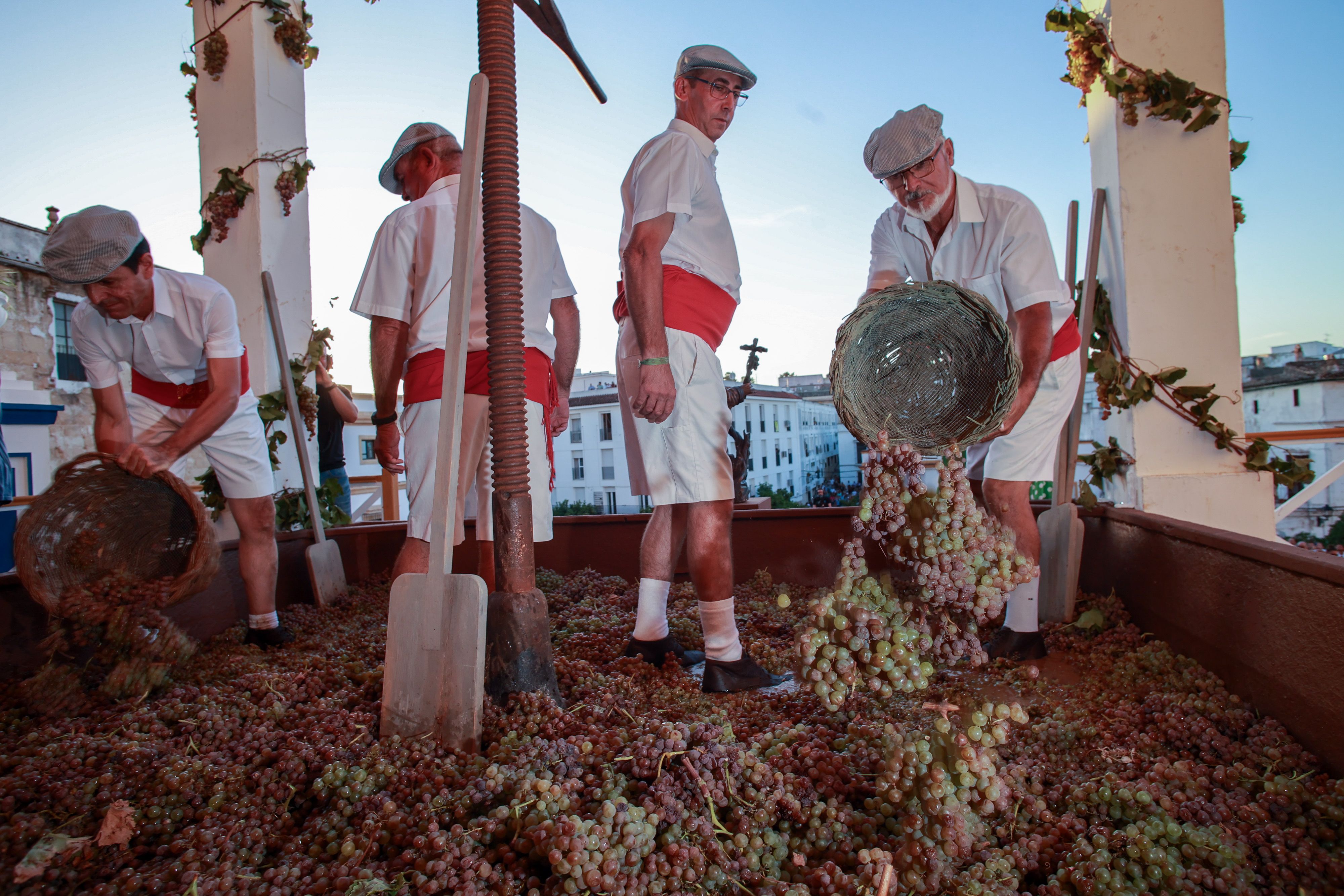 Pisadores vuelcan la uva momentos antes de la Pisa.