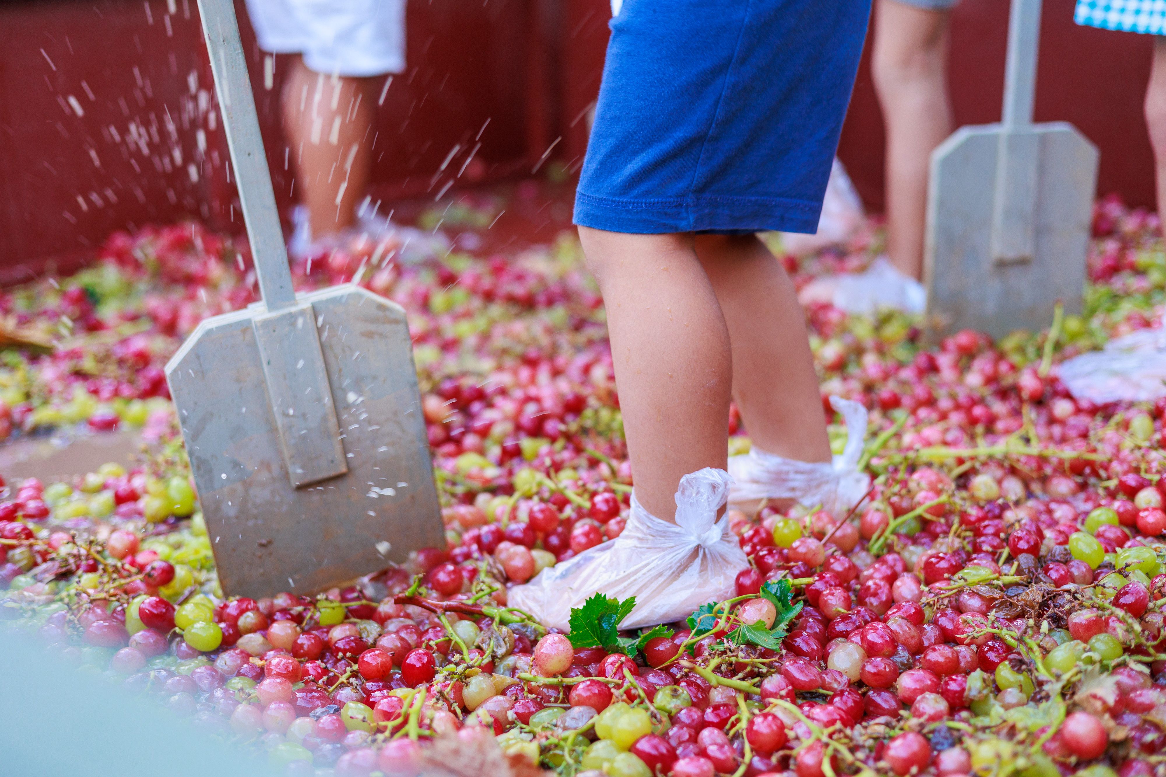 Pisa uva infantil  4