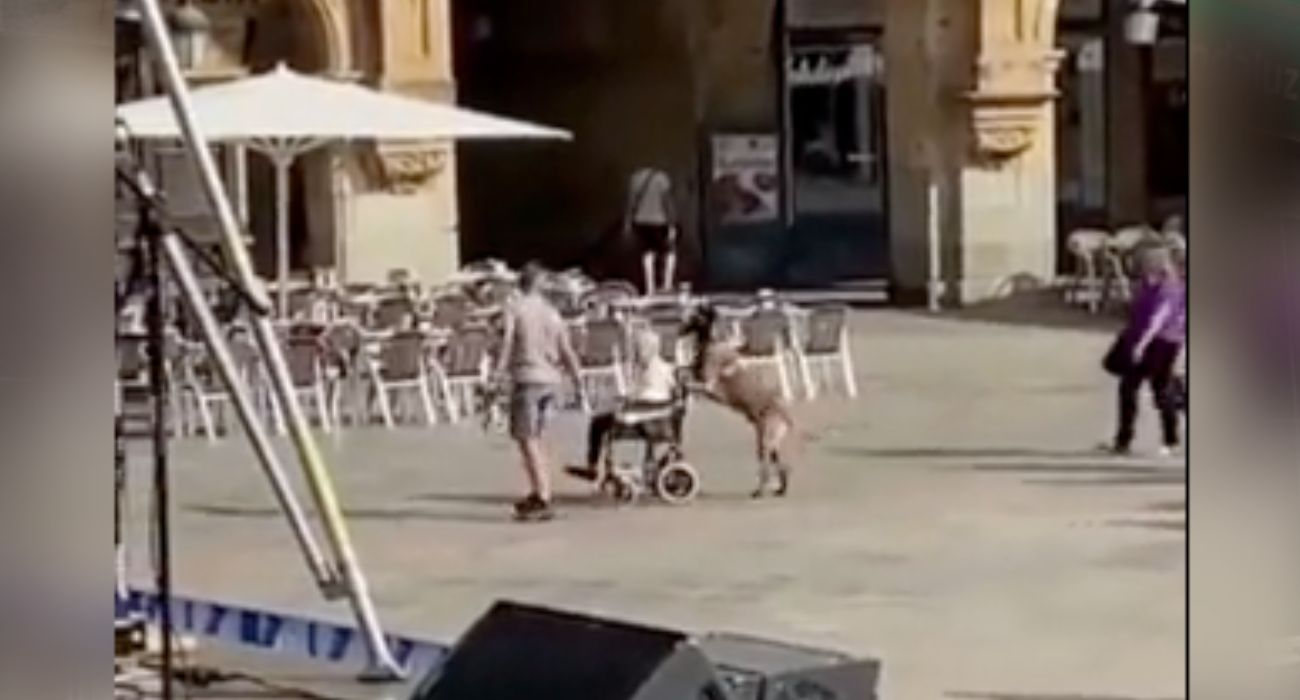 Un perro empuja la silla de ruedas de una mujer en Salamanca.