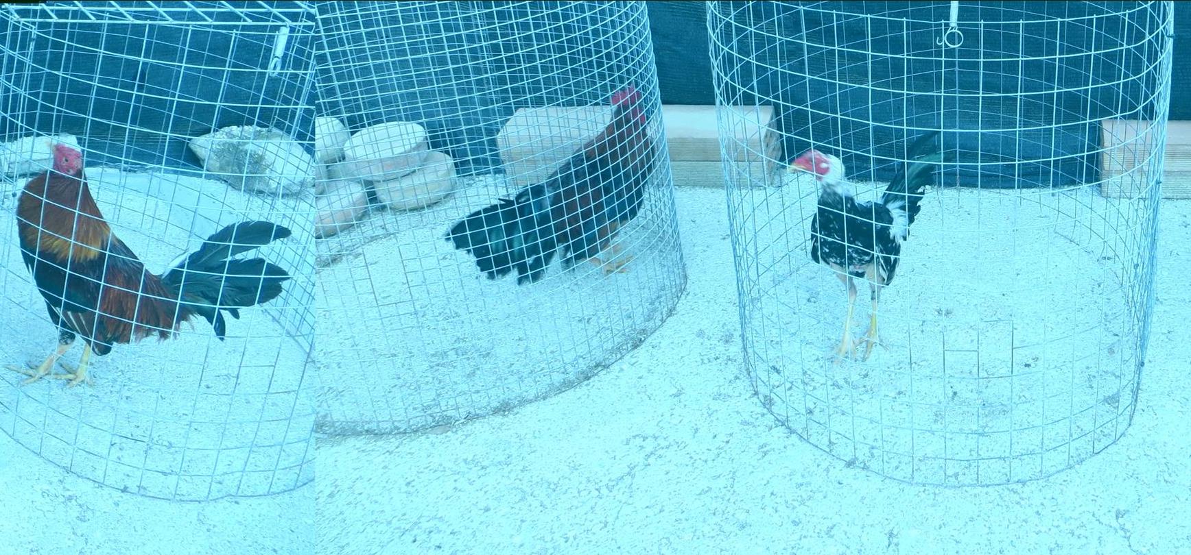 Algunos de los gallos de pelea recuperados por la Guardia Civil.