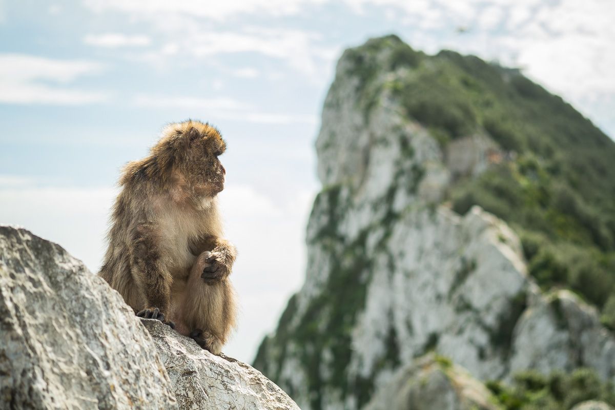 Un mono en el peñón de Gibraltar. Un mono en el peñón de Gibraltar.