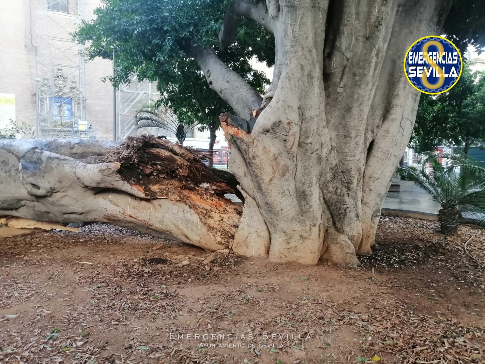 Árbol en las Setas.