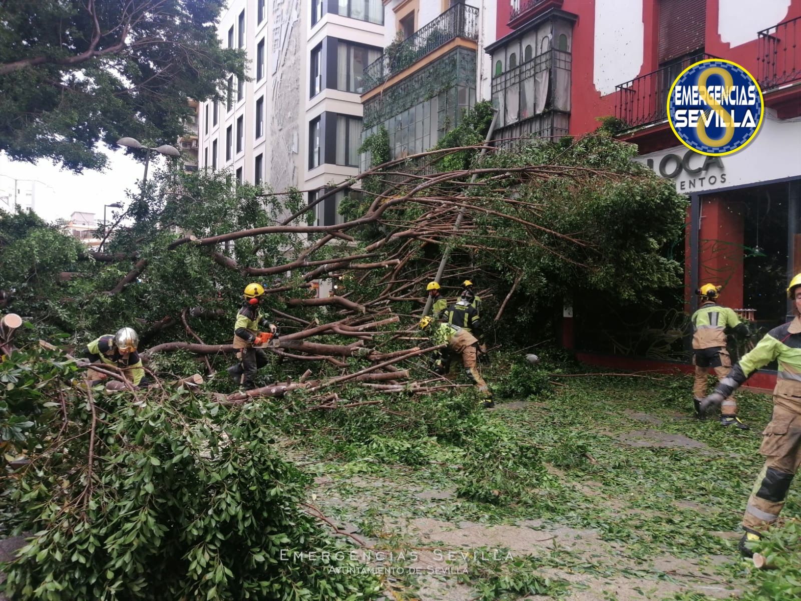 Imagen del ficus caído en Sevilla.