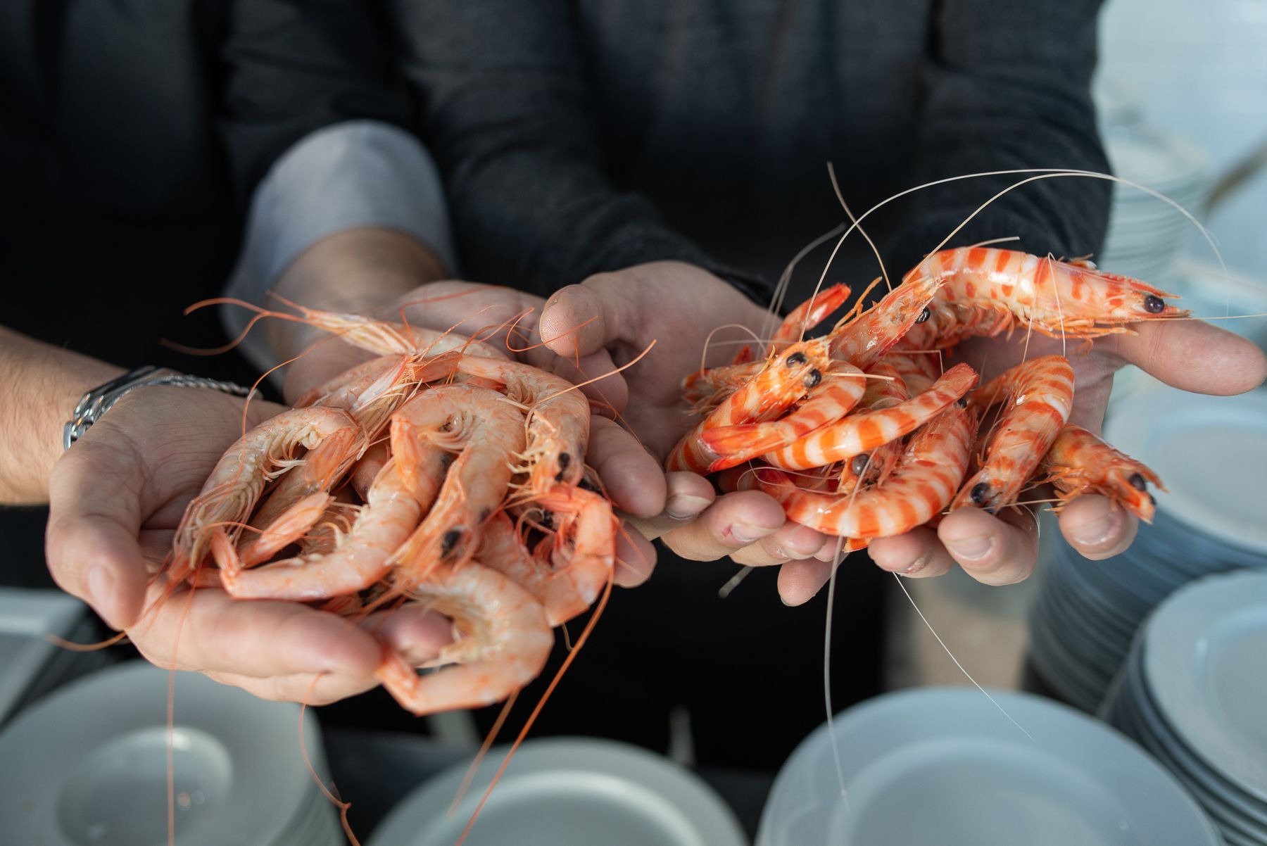 Gambas y langostinos, en una imagen de archivo.